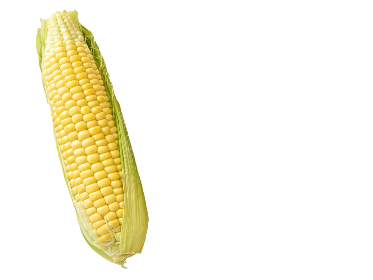 1 початок. 1 Кукурузинка. Кукурузный початок. Кукуруза на белом фоне. Кукуруза на прозрачном фоне.