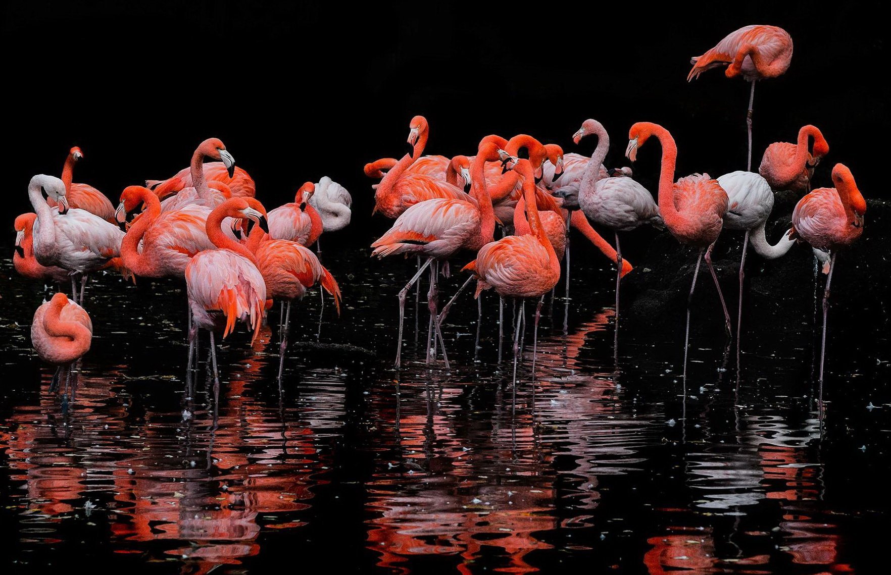 Фламинго в воде