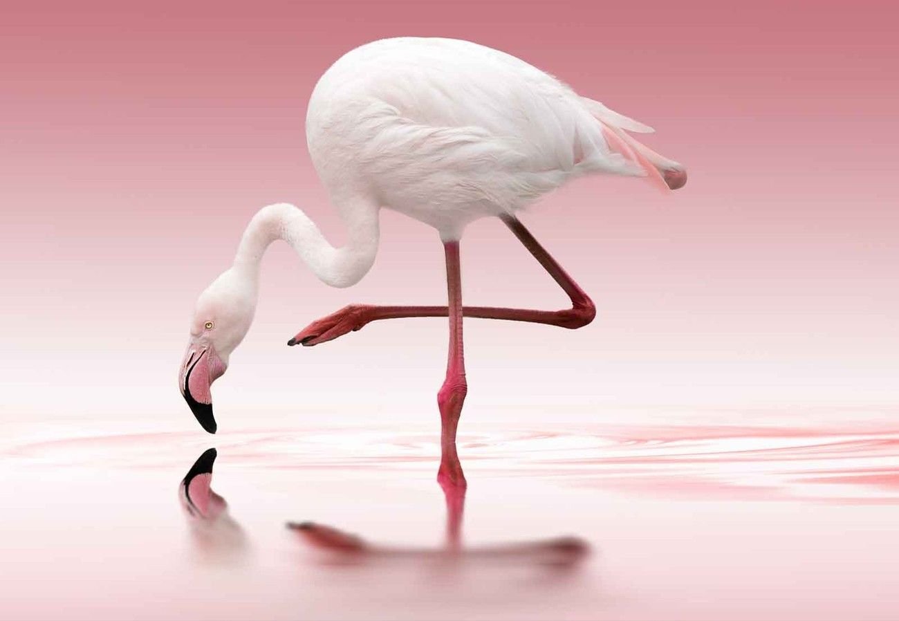 Фламинго танцует. Танец Фламинго. Фламинго в полете. Фламинго танцует картинки.