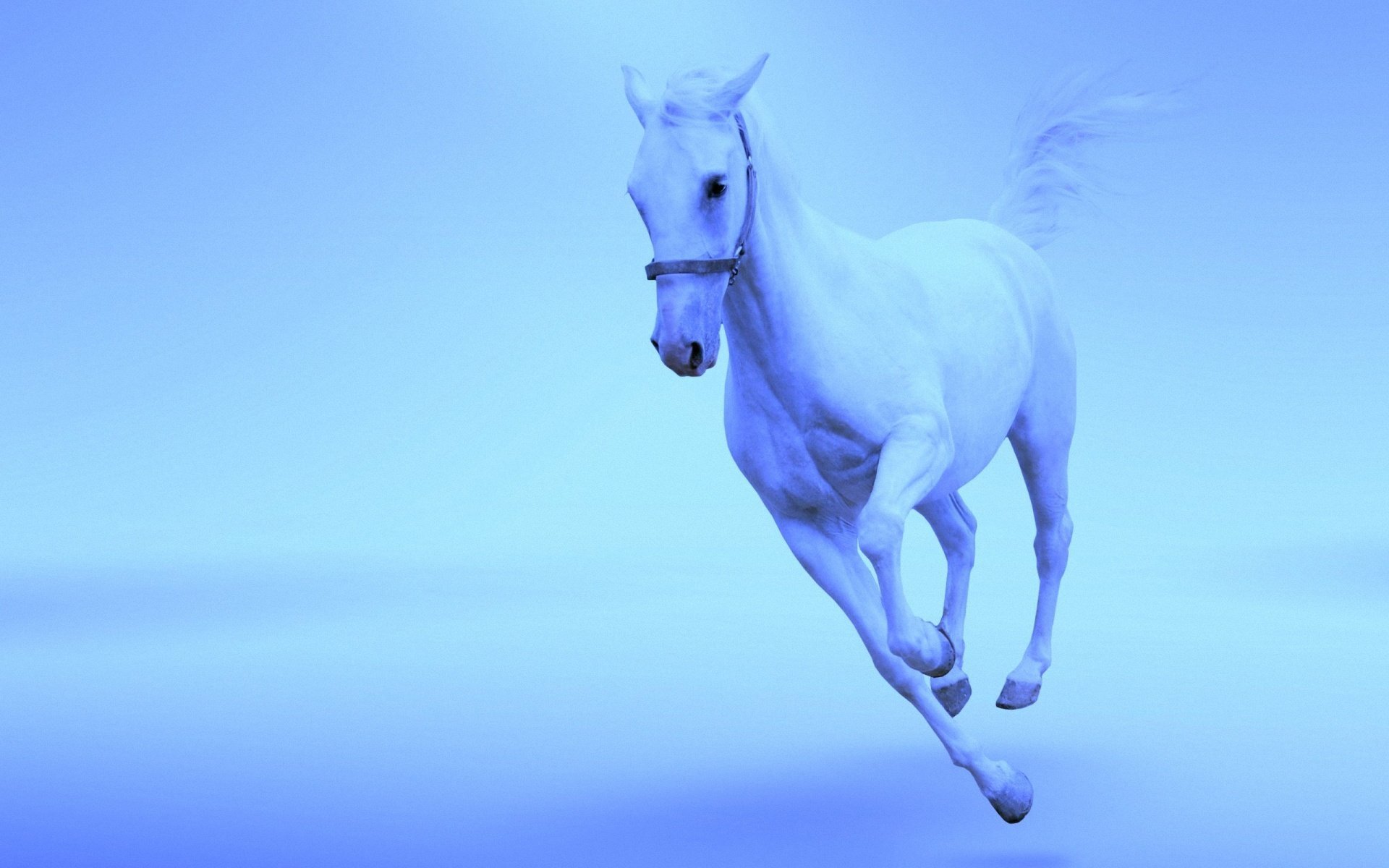 Год лошади животных. Голубая лошадь. Картинки на рабочий стол лошади. Лошадь на синем фоне. Конь на голубом фоне.