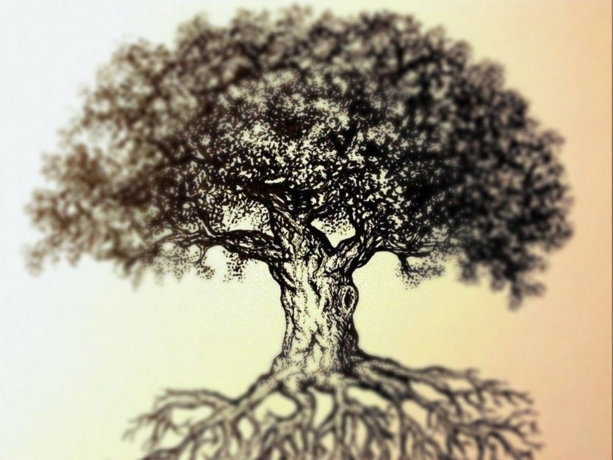 Жизнь дерева дуба. Дерево рисунок. Корни дерева. Дерево виснок. Дерево с корнями и кроной.