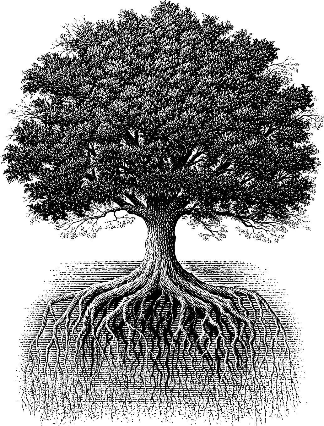 Корни большого дуба. Дуб черешчатый корень. Корневая система дуба черешчатого. Корни дерева. Дуб рисунок.
