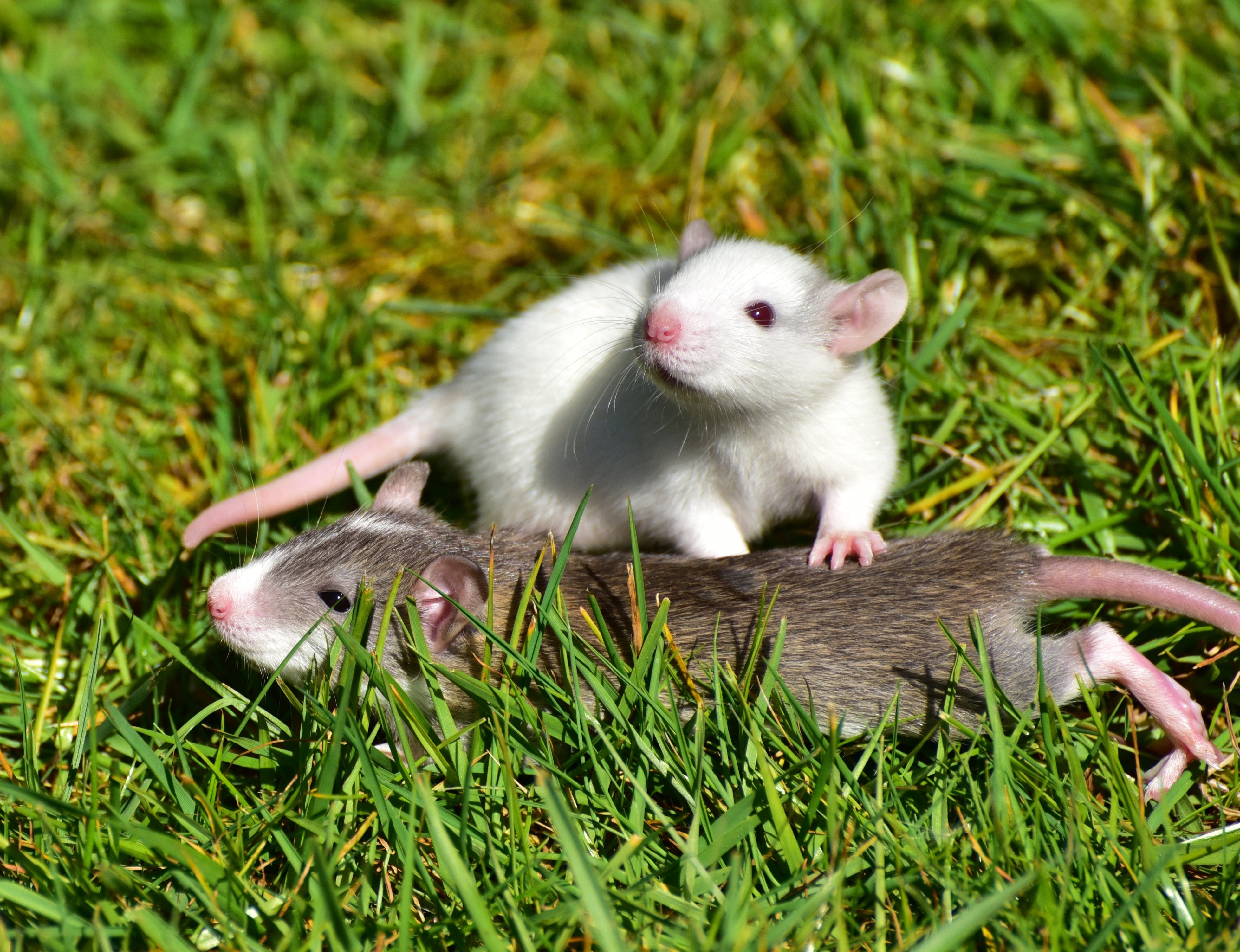 Милая мышь. Крыса ласка. Белая мышь. Милые домашние животные. Милые Грызуны.