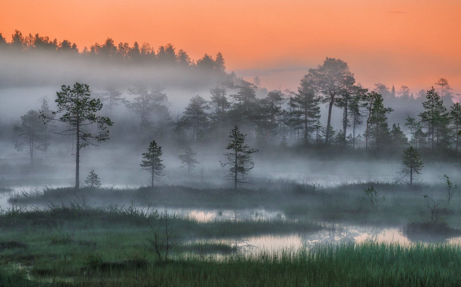 Пейзаж болота и леса. Шишкин туманное утро. Белые ночи Карелии болото. Лес в тумане.
