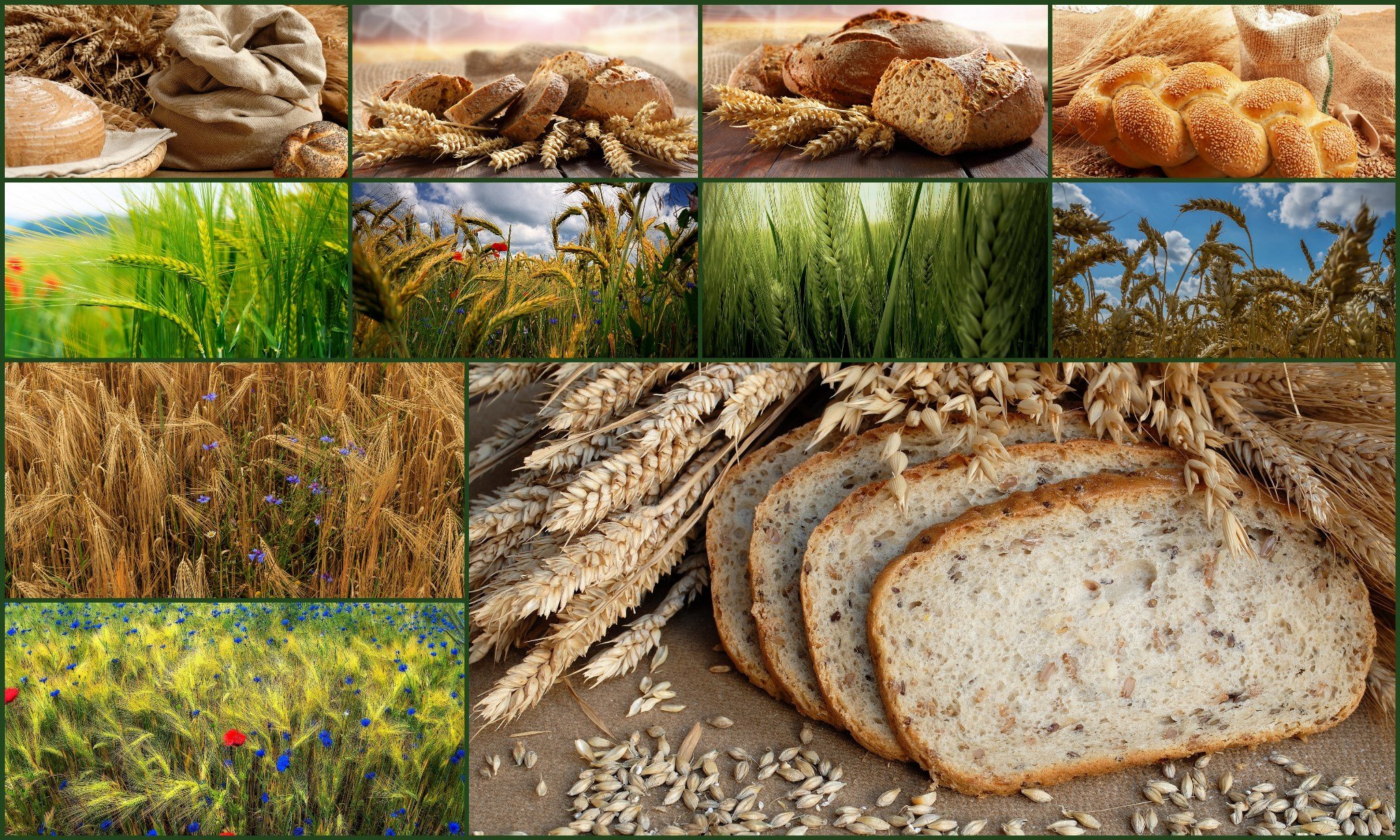 Хлеба зерновые культуры