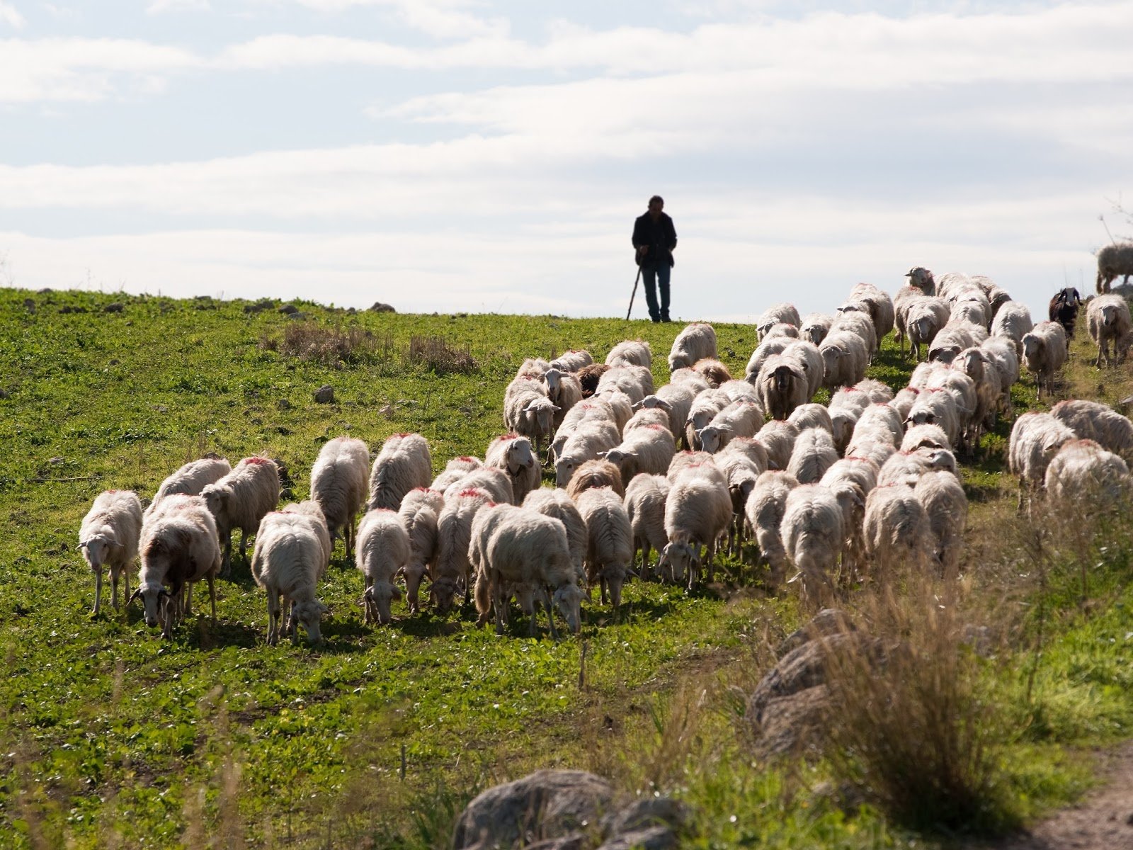 Силен овцам. Пастух Чабан. Чобан пастух. Пасти овец. Пастух с овцами.