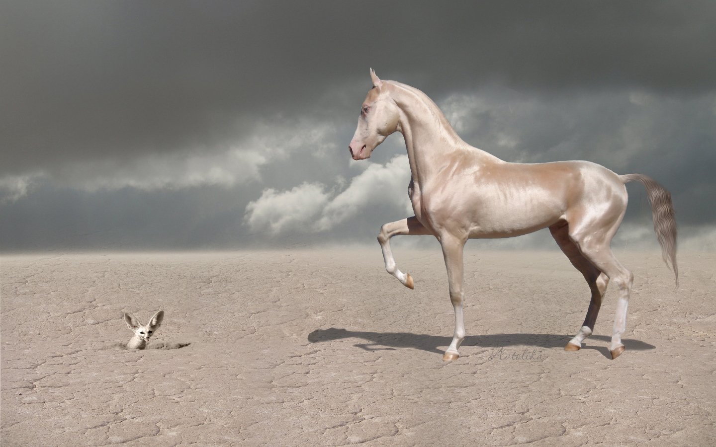Эта лошадь красива и своенравна. Ахалтекинская порода Изабелловая. Изабелловая масть ахалтекинец. Мелекуш ахалтекинец. Ахалтекинская лошадь изабелловой масти.