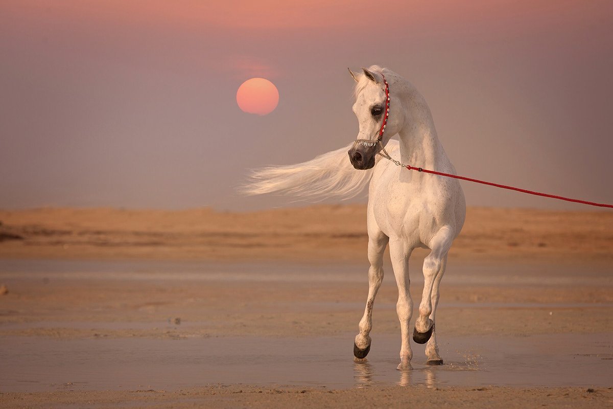 Арабы Лошади