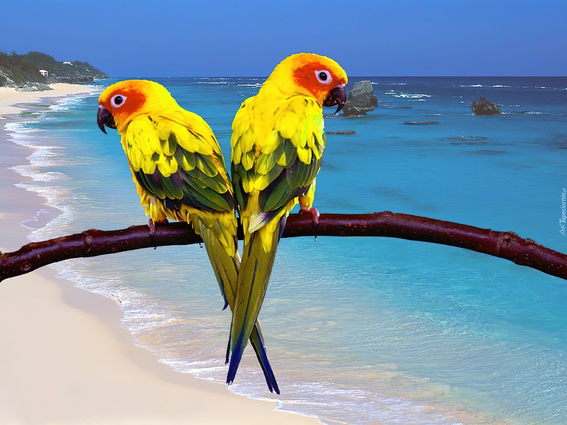 Остров попугаев