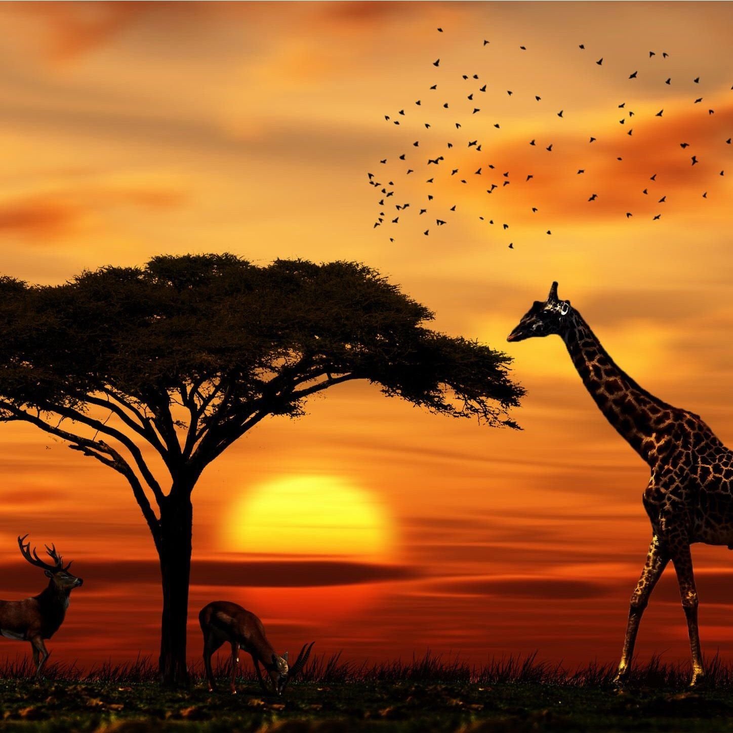 Африка Жирафы пейзаж