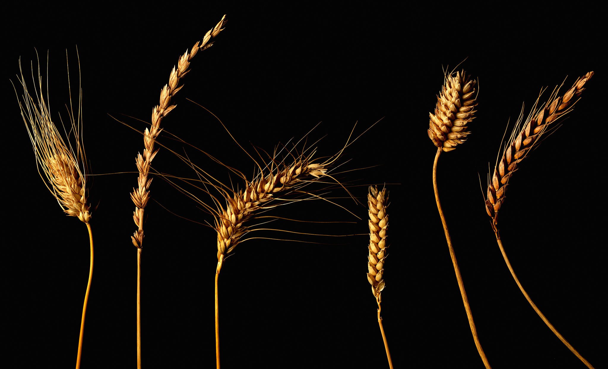 Пшеница на черном фоне