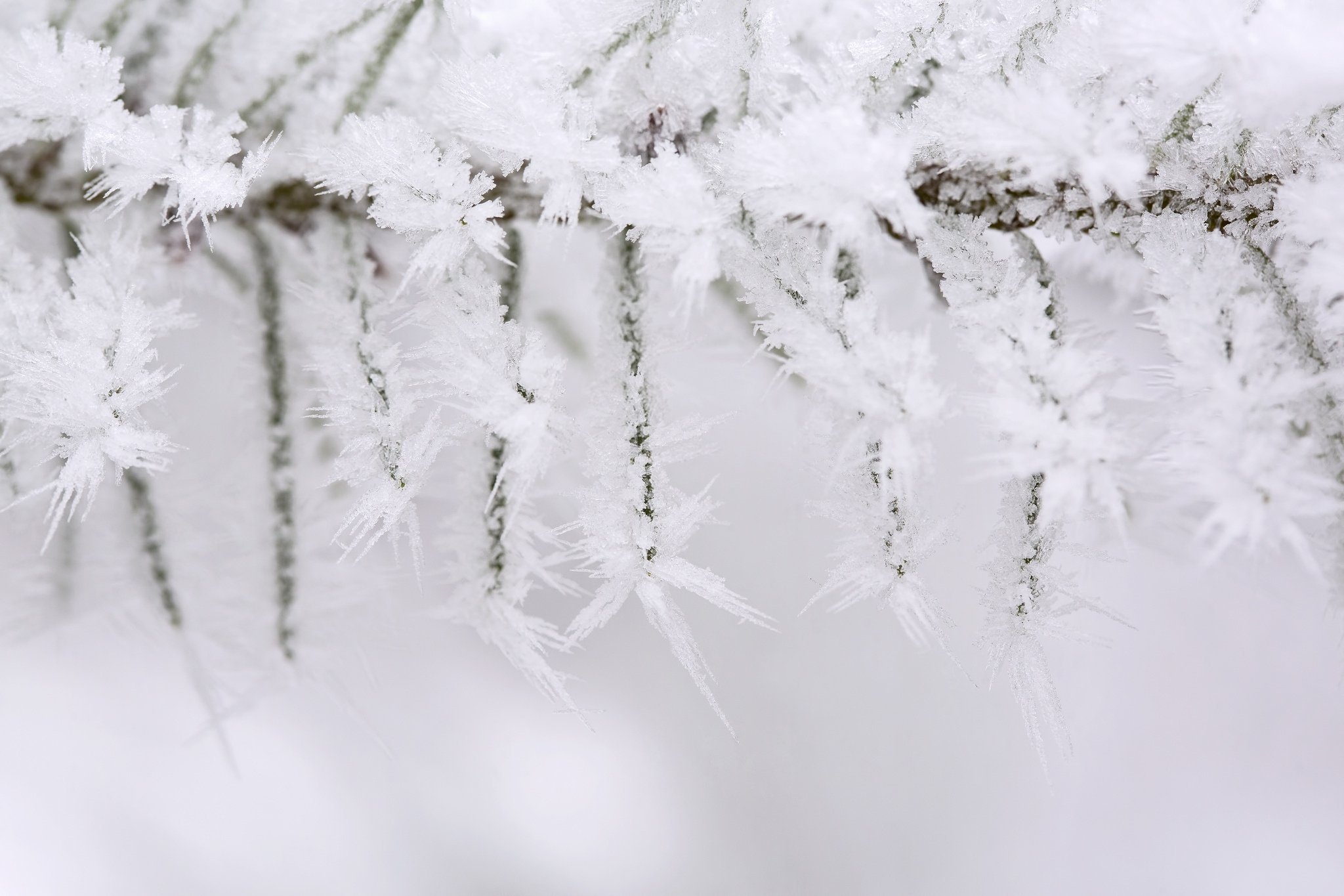 Снежки белые пушистые. Заснеженная ветка. Зимняя ветка. Снежные ветки. Ветки в снегу.