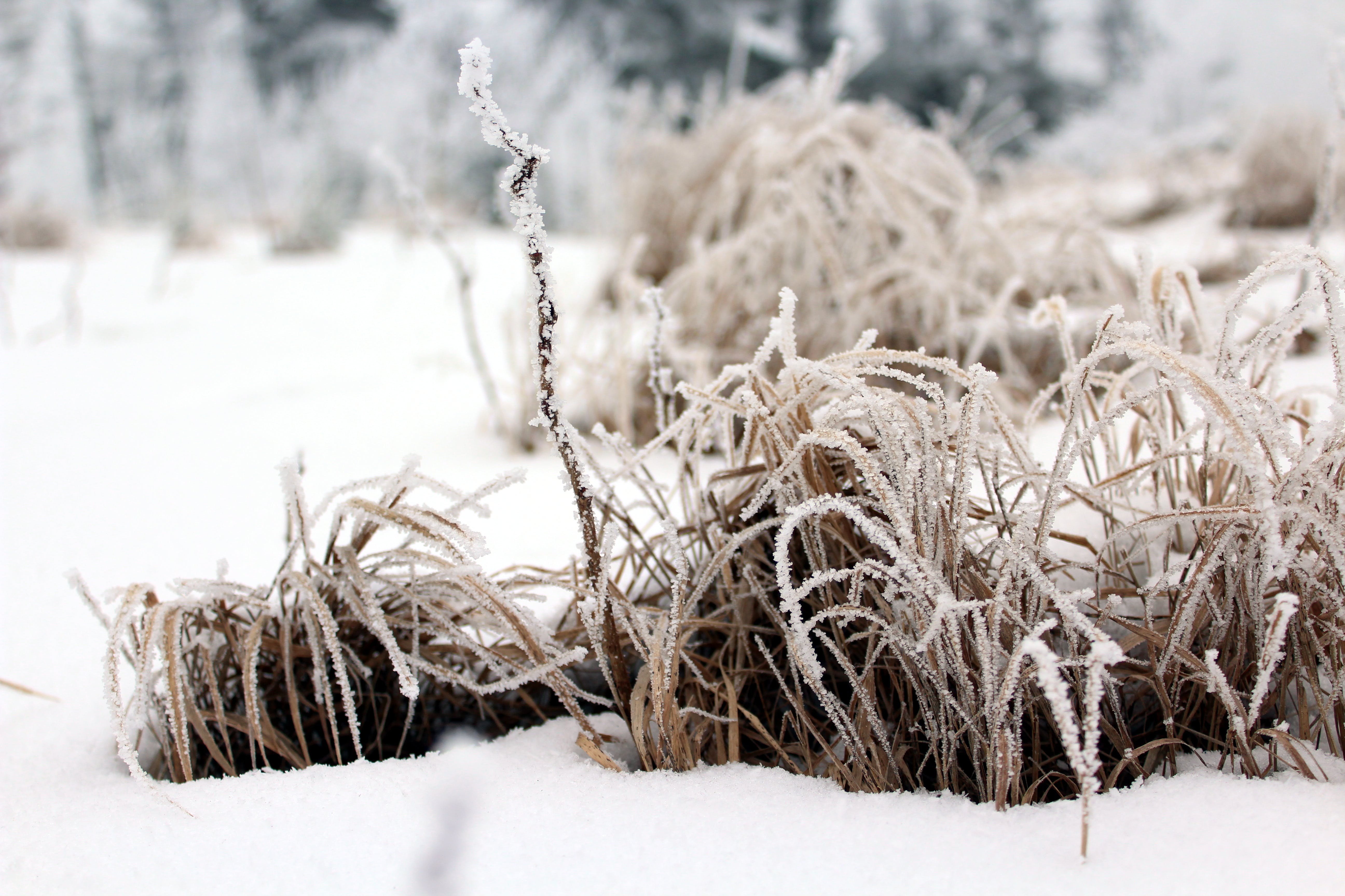 Где зимой сухо и тепло. Растения зимой. Трава под снегом. Трава зимой. Растения под снегом зимой.