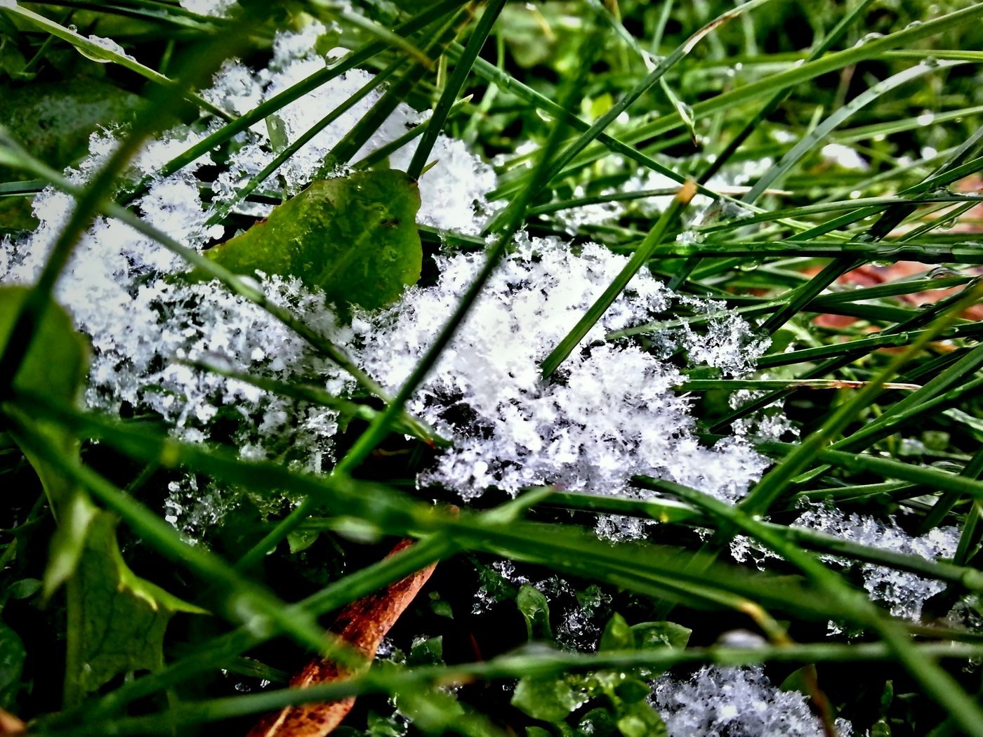 Зачем земле снег. Растения под снегом. Снег на траве. Зеленые растения под снегом. Травинка под снегом.