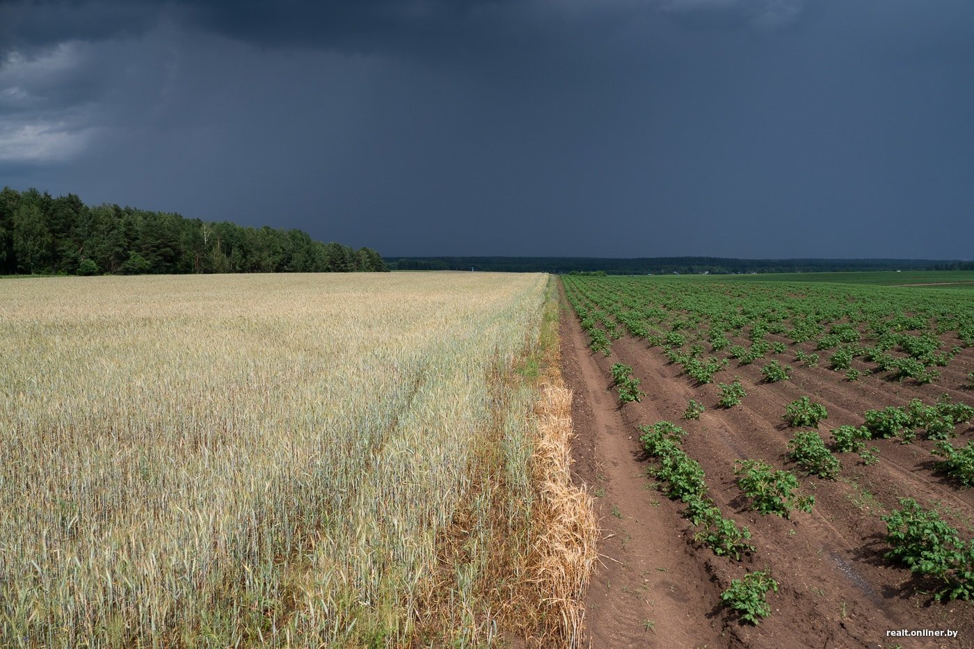 Картофельное поле Беларусь