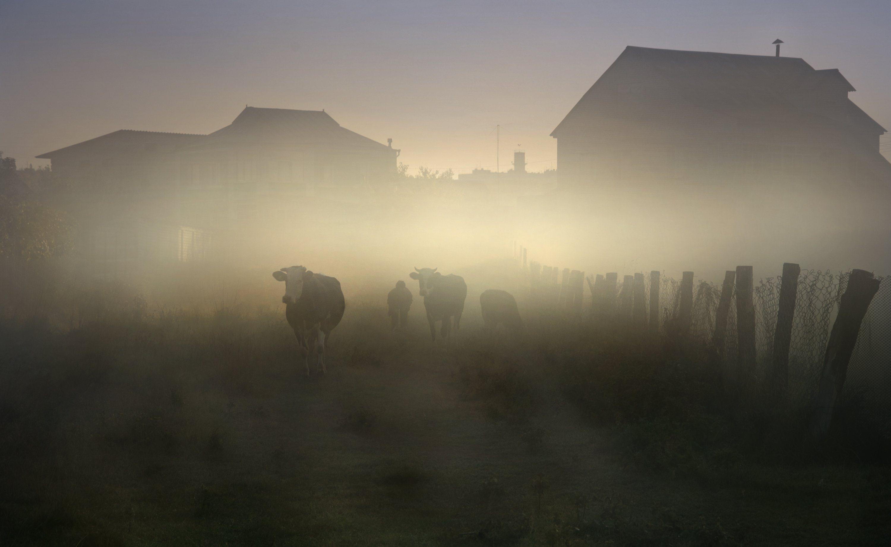 Деревня никуда. Деревня в тумане. Корова в тумане. Утро в деревне. Эстетика деревни.