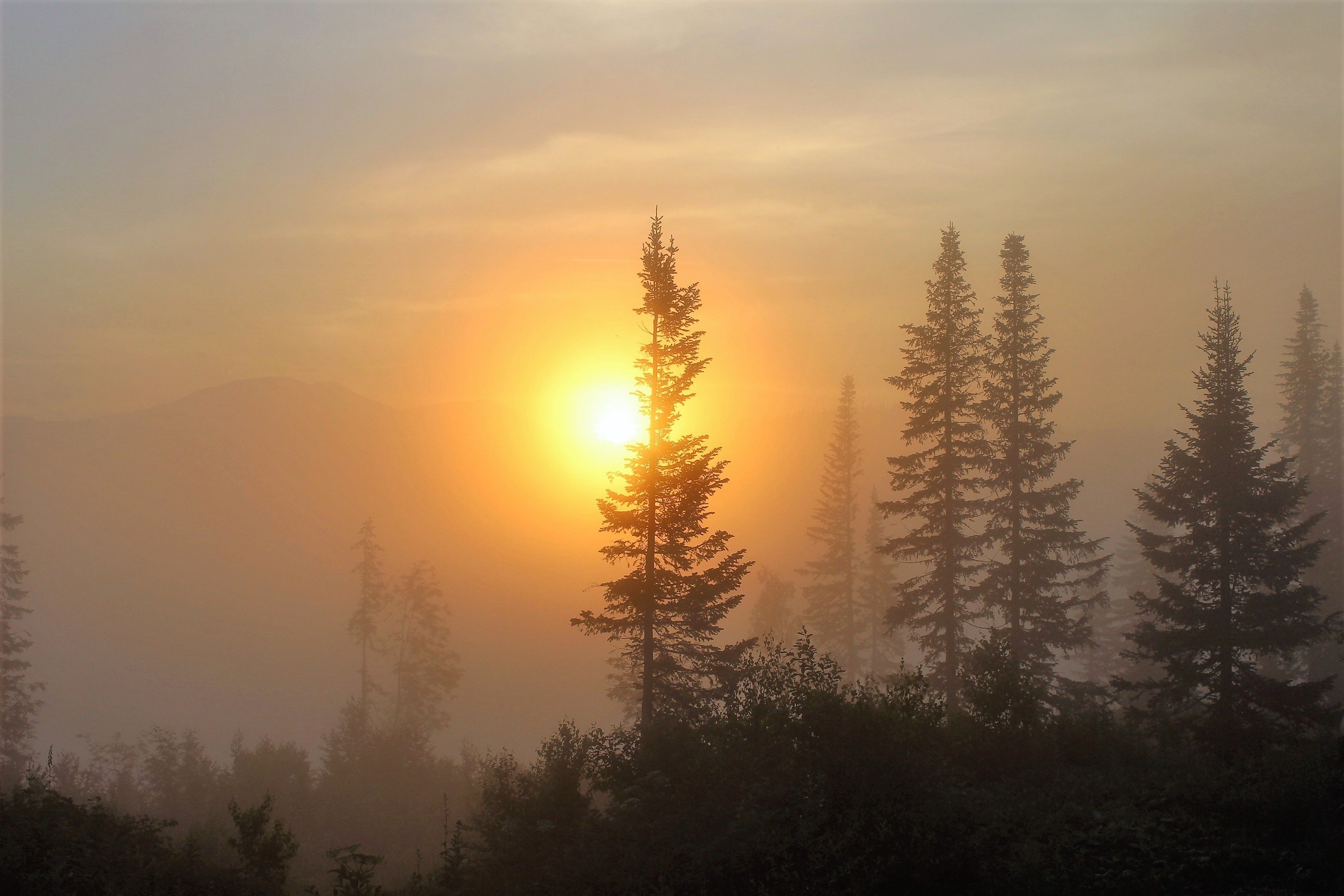 Раннее утро вот крохотные. Рассвет туман. Рассвет в тайге. Утренний лес. Рассвет над тайгой.