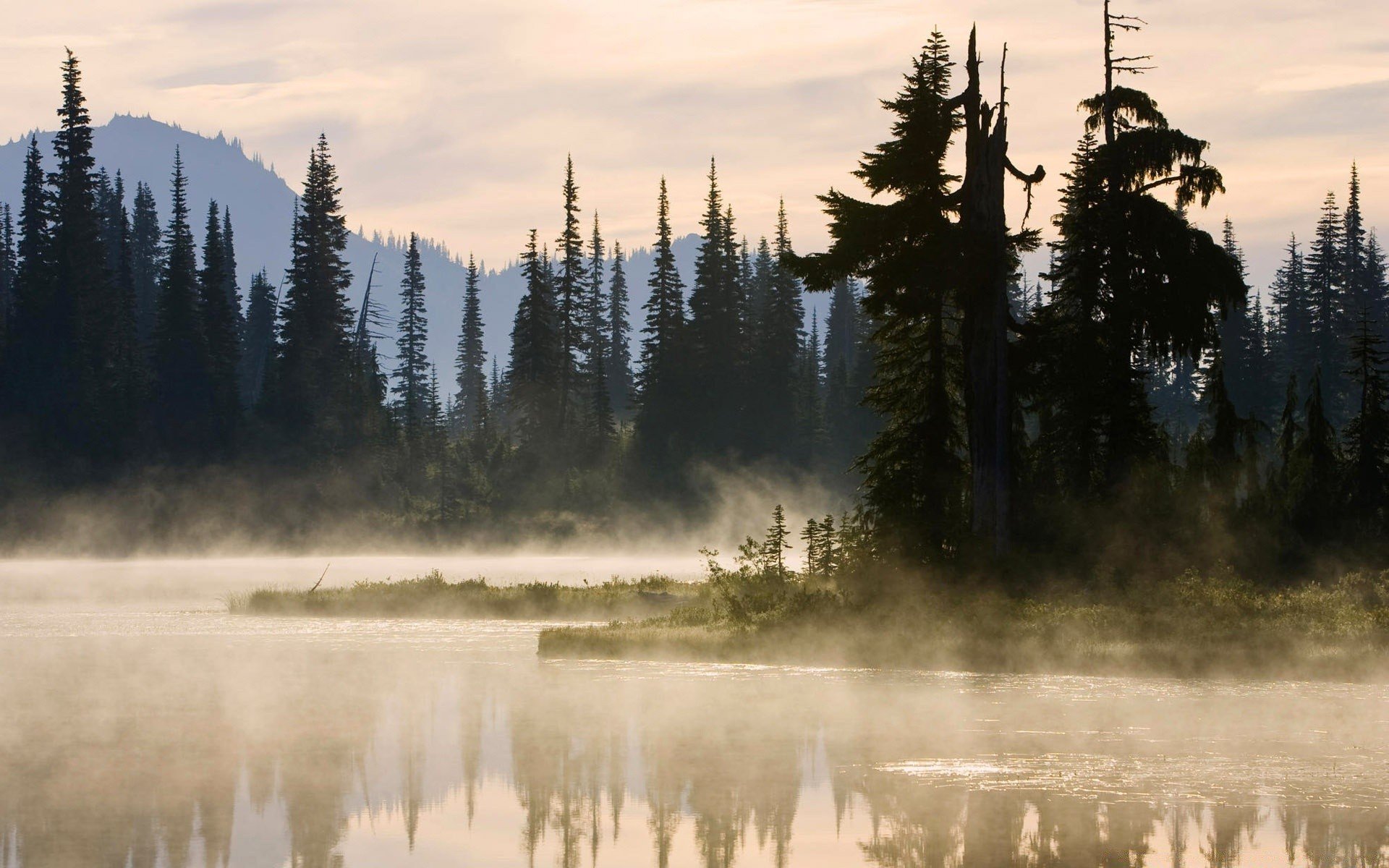 Лес озеро туман