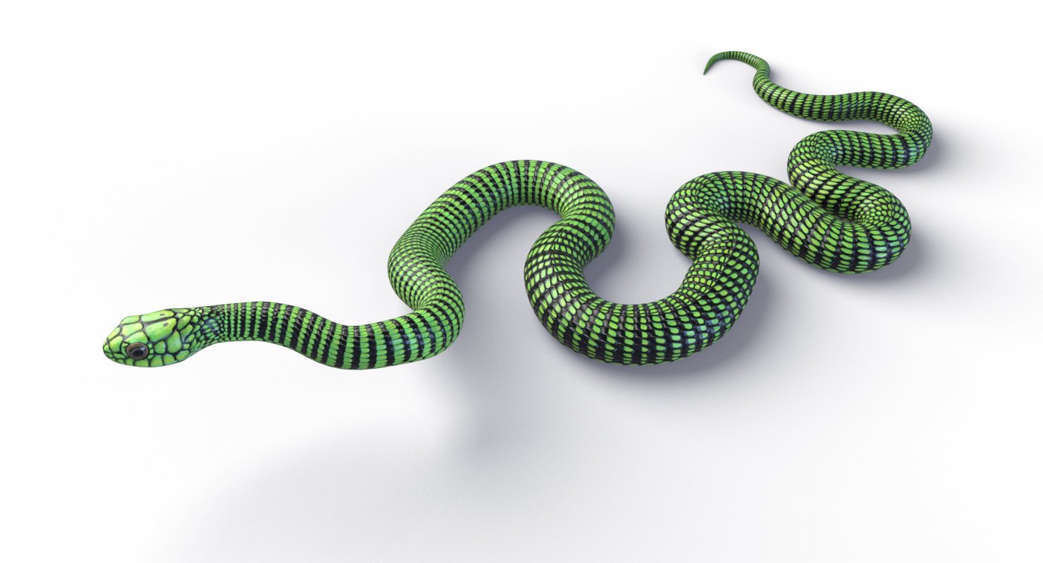 Мс змея. АТЕРИС змея. Змейка 3d (Snake 3d). Африканский бумсланг змея.