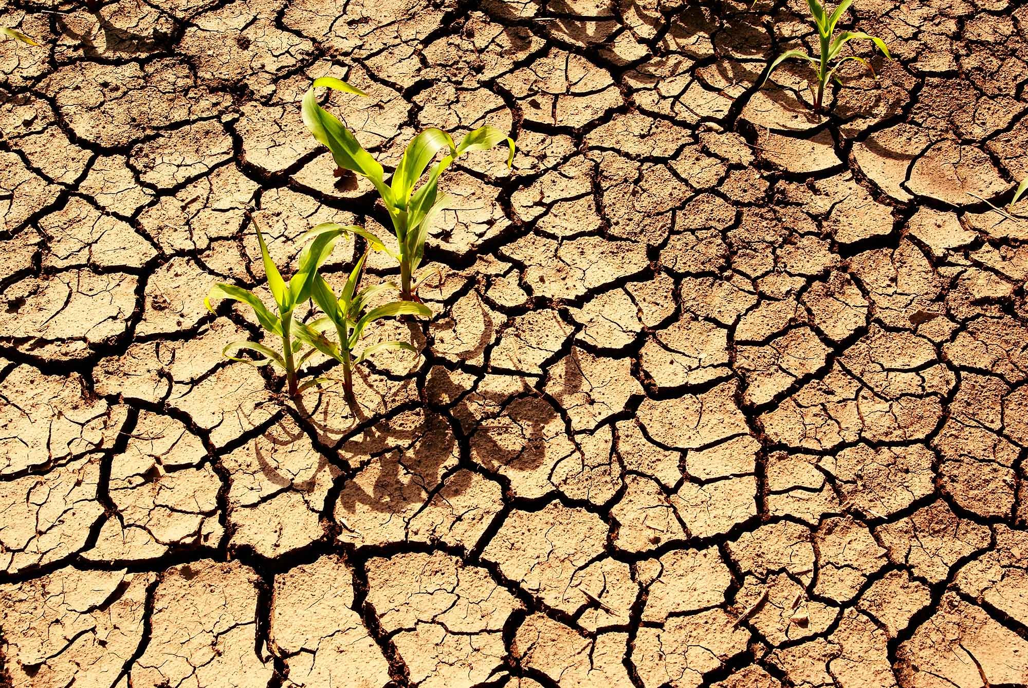 Почва страдает от. Почвенная засуха. Плохая почва. Иссушение почвы. Снижение плодородия почв.