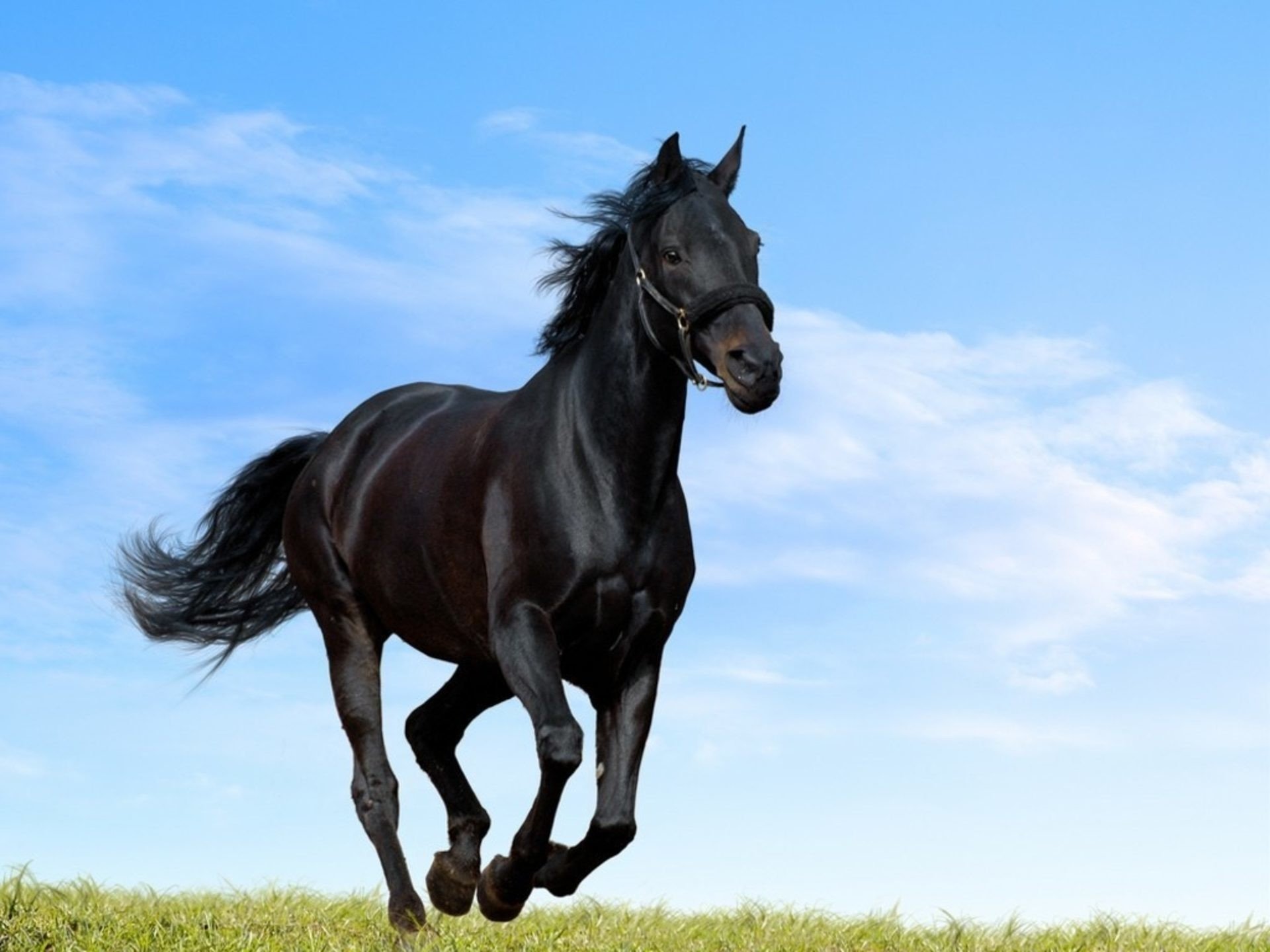 Черный цвет лошади. Лошадь Мустанг иноходец. Лошадь породы Мустанг вороной. Мустанг лошадь черный. Кабардинская порода лошадей.