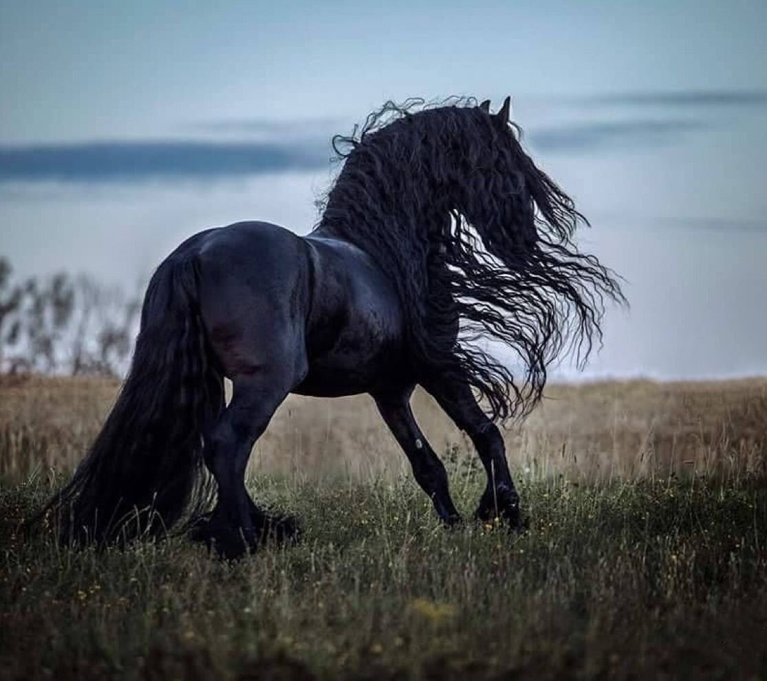 Про черного коня. Фризская порода лошадей Вороная. Фриз Фризская лошадь. Чёрная Воронная Фризкая лошадь. Вороной конь породы фриз.