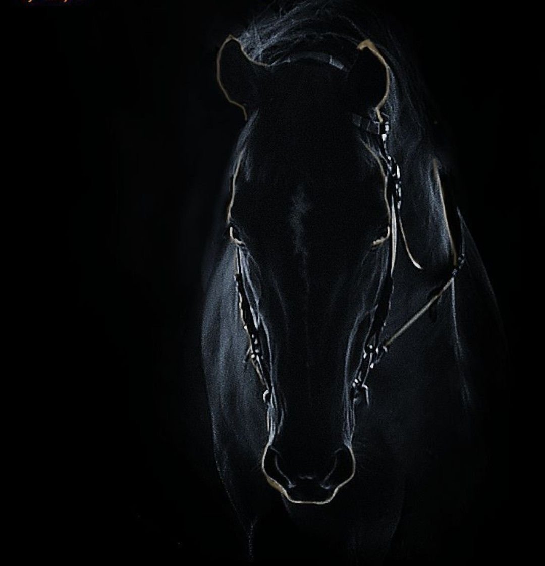 Лошадь на черном фоне. Черный конь. Конь на черном фоне. Обои лошади.