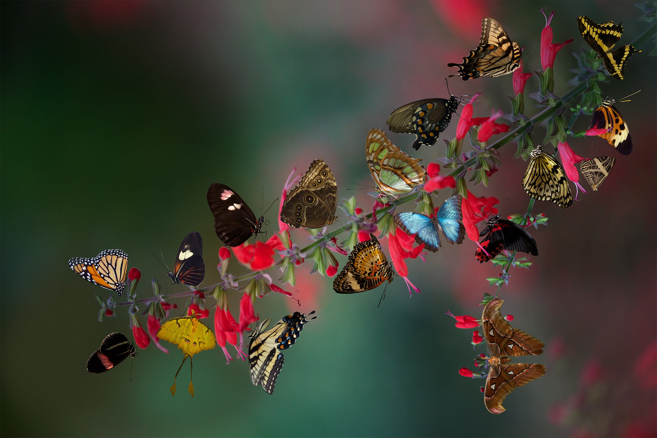 Видео бабочки летают. Много бабочек. Стая бабочек. Множество бабочек. Стайка бабочек.