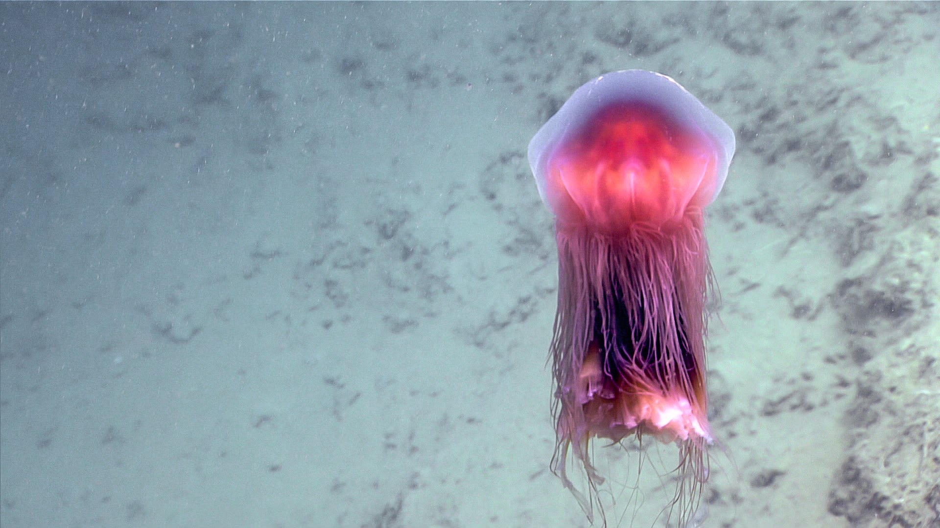 Растение похожее на медузу