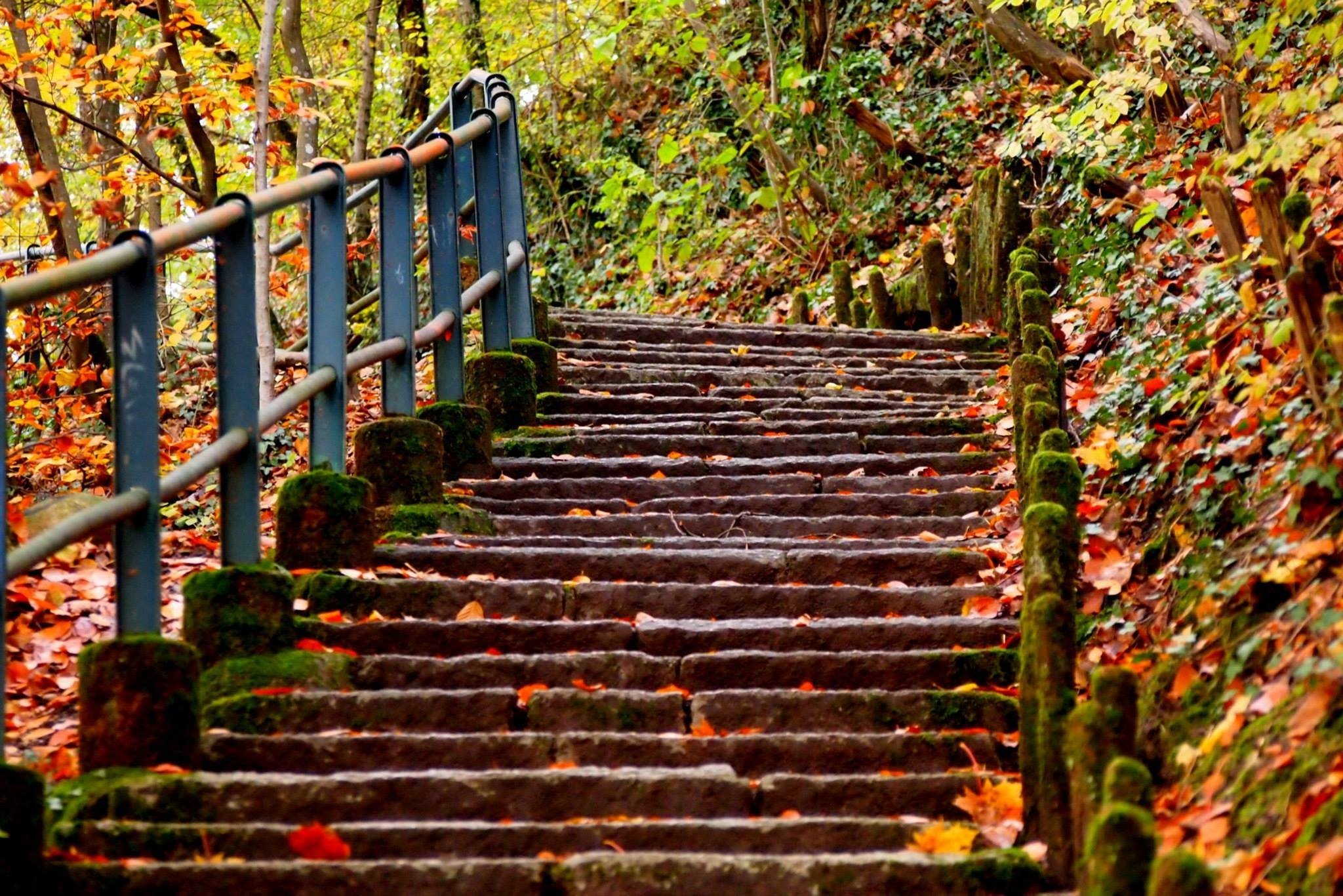Сходи в лес. Лестница. Лестницы в парках. Лестница природа. Старая лестница.