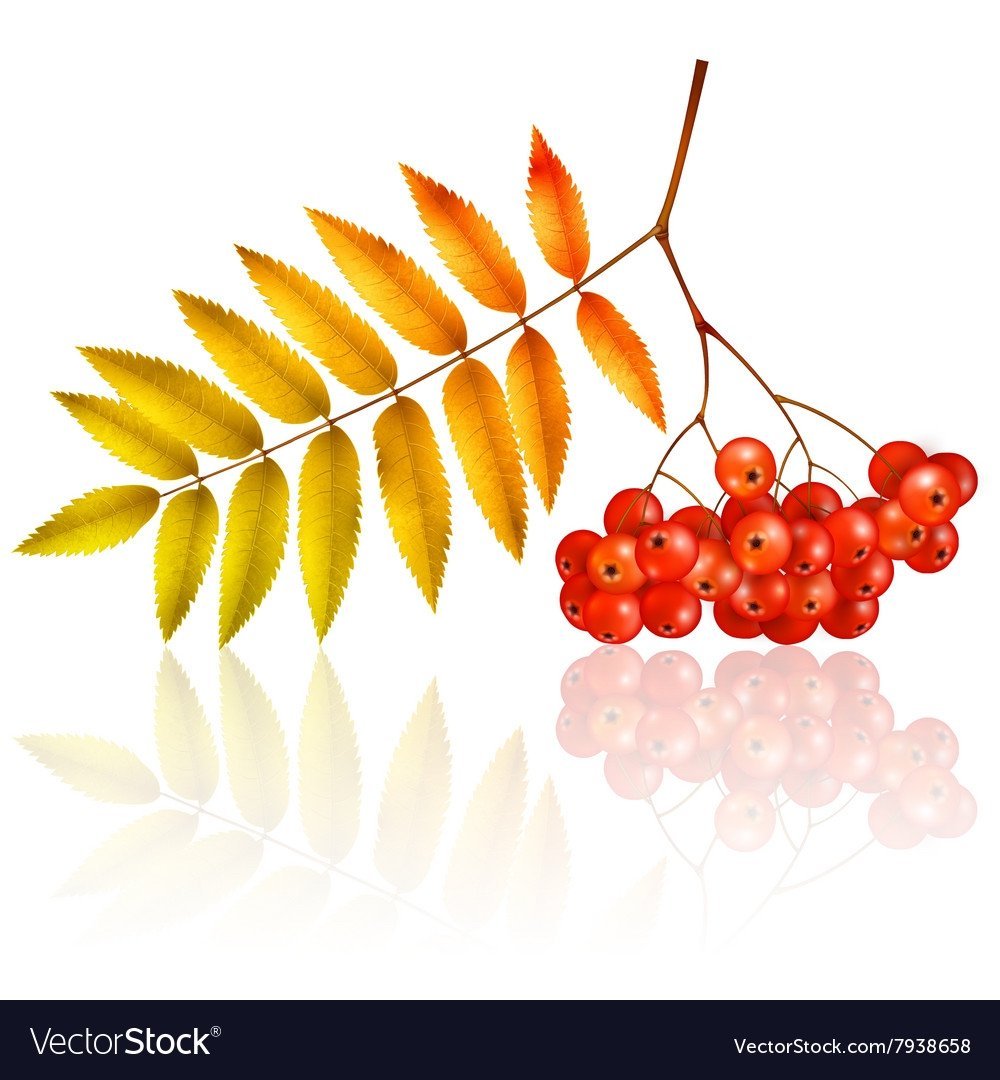 Осенние листья рябины с ягодами