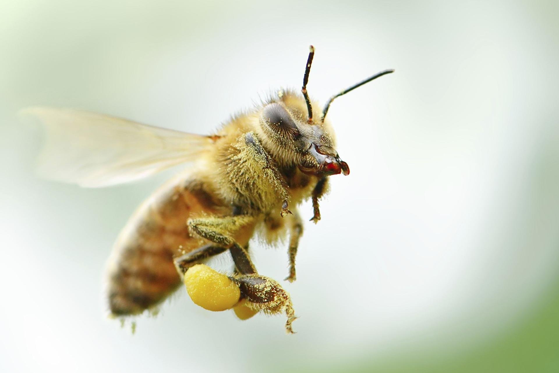 Пока пчелы. Пчела. Пчелы летают. Медоносная пчела в полете. Пчела в полёте.
