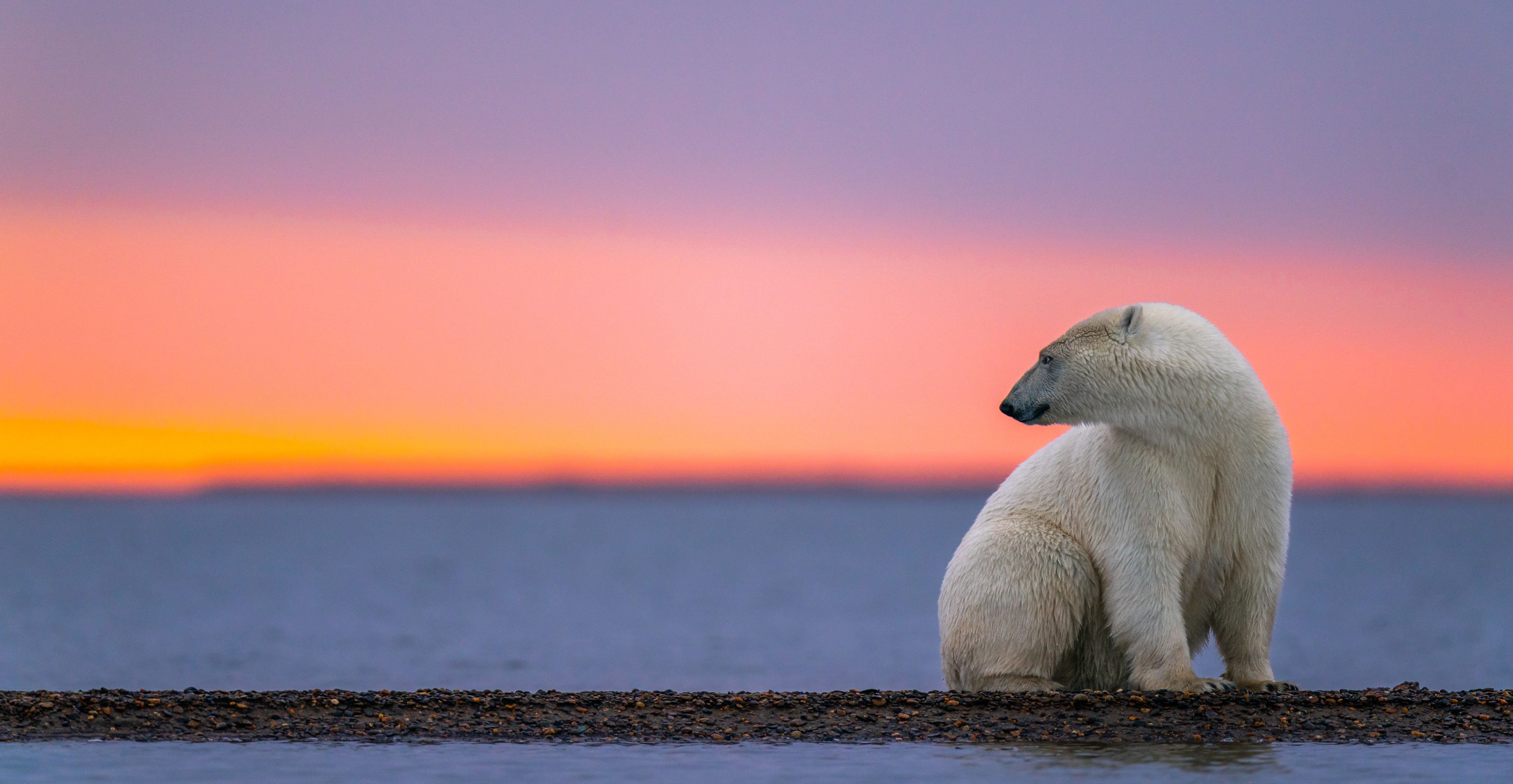 Девушка с белым медведем на закате