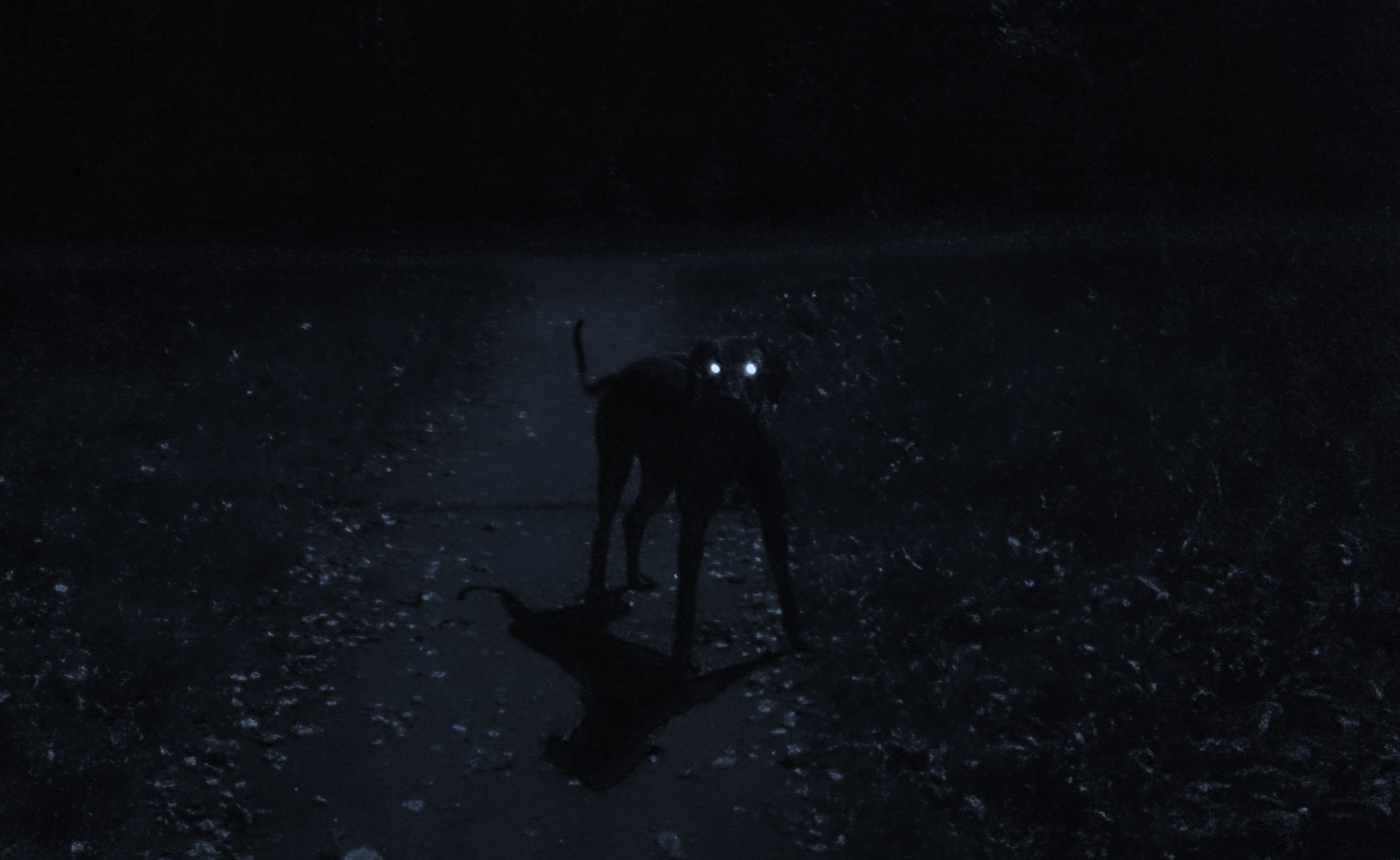 Ночь была без. Собака в темноте. Собака ночью. Черная собака в ночи. Чёрная собака в темноте.