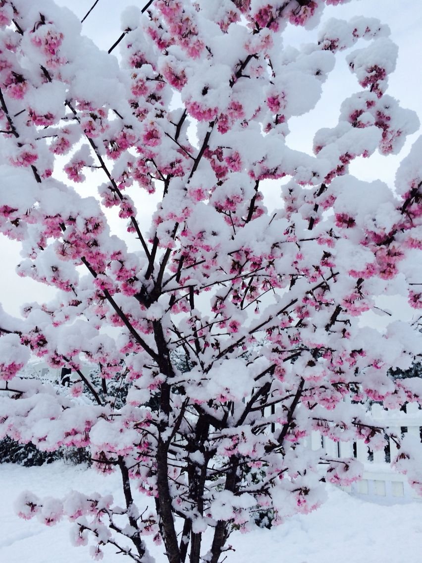 Цветущие деревья в снегу