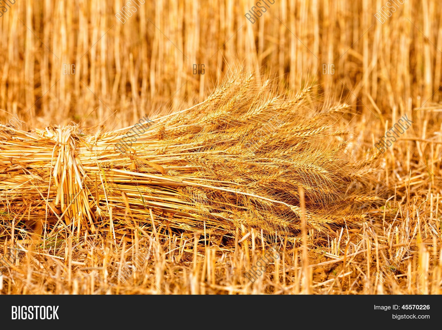 Золотой пшеничный сноп