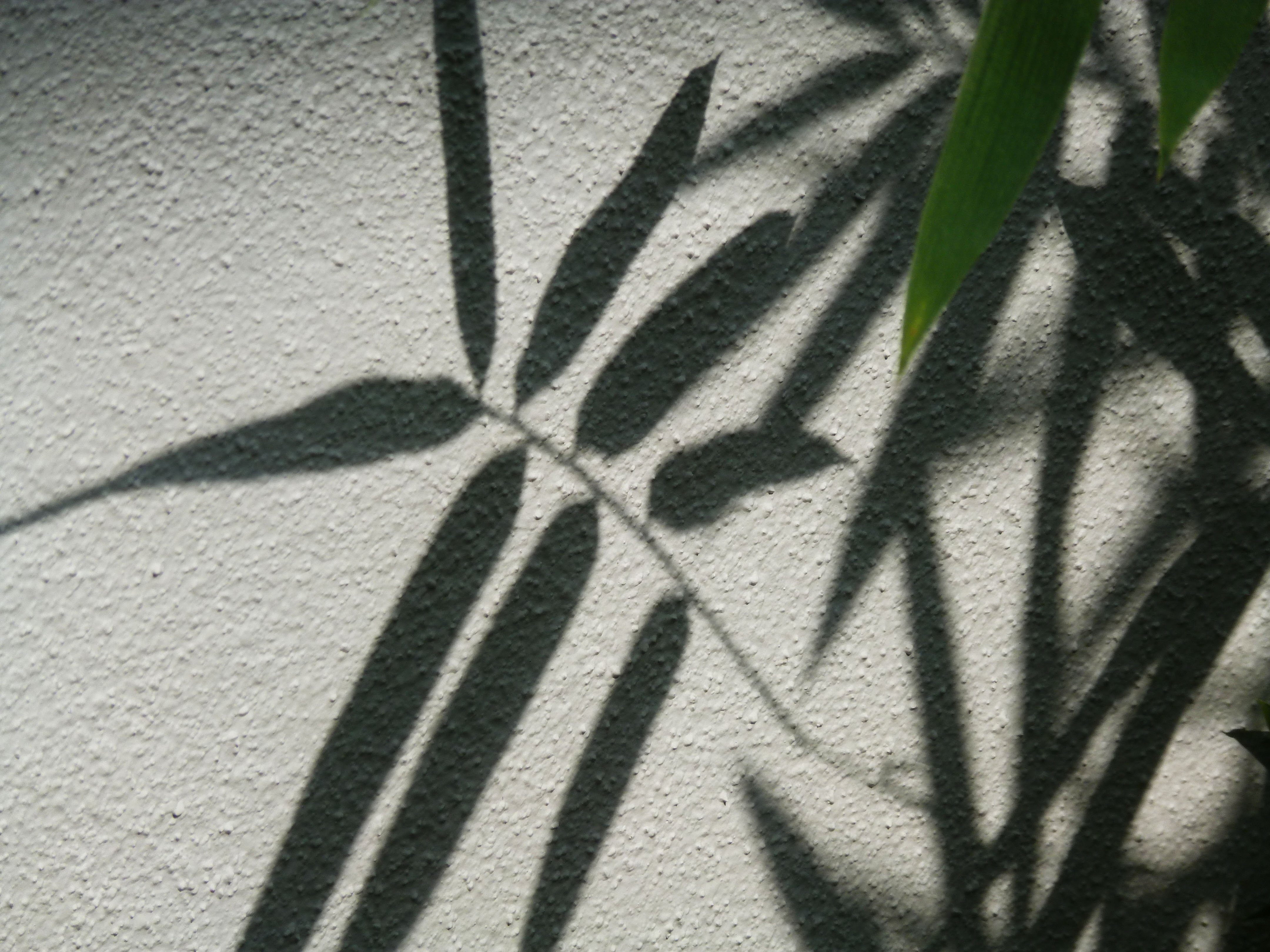 Тени от пальм текст. Тень растения на стене. Тень от пальмы. Тень от листьев. Тень от цветов на стене.