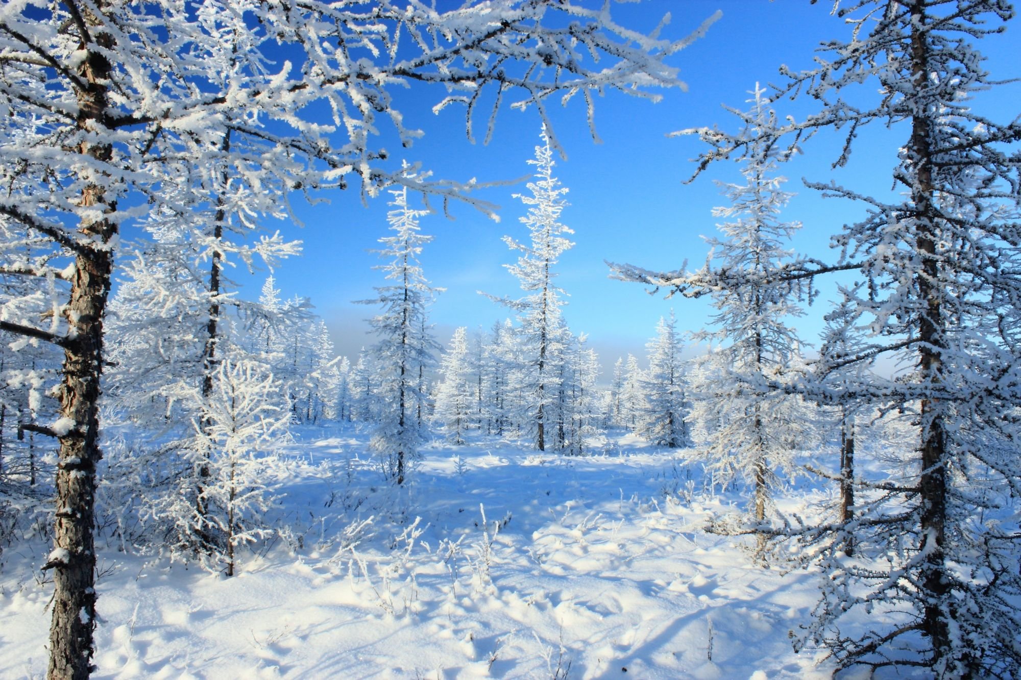 Географическая зима. Тайга Саха Якутия. Зимняя Тайга Якутии. Лесотундра Якутии. Зимняя природа.