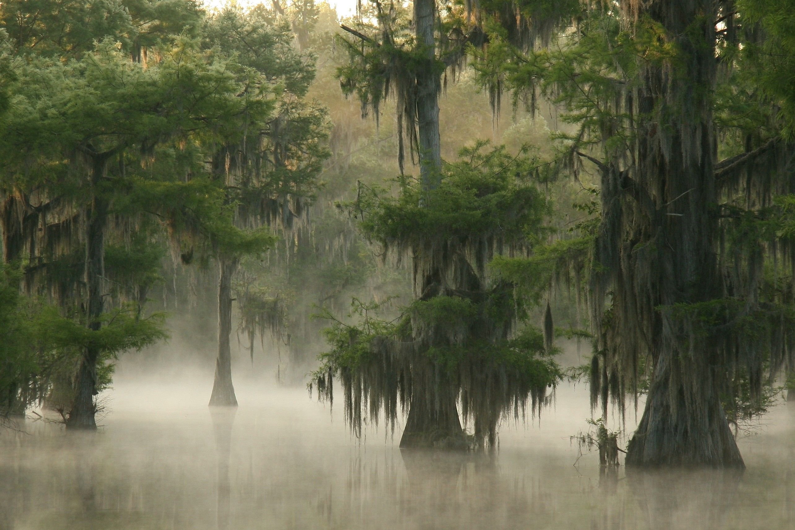 Болото призраков. Болота Манчак в Луизиане. Призраки болота Манчак. Новый Орлеан и Луизиана болота. Болота Манчак болота призраков.