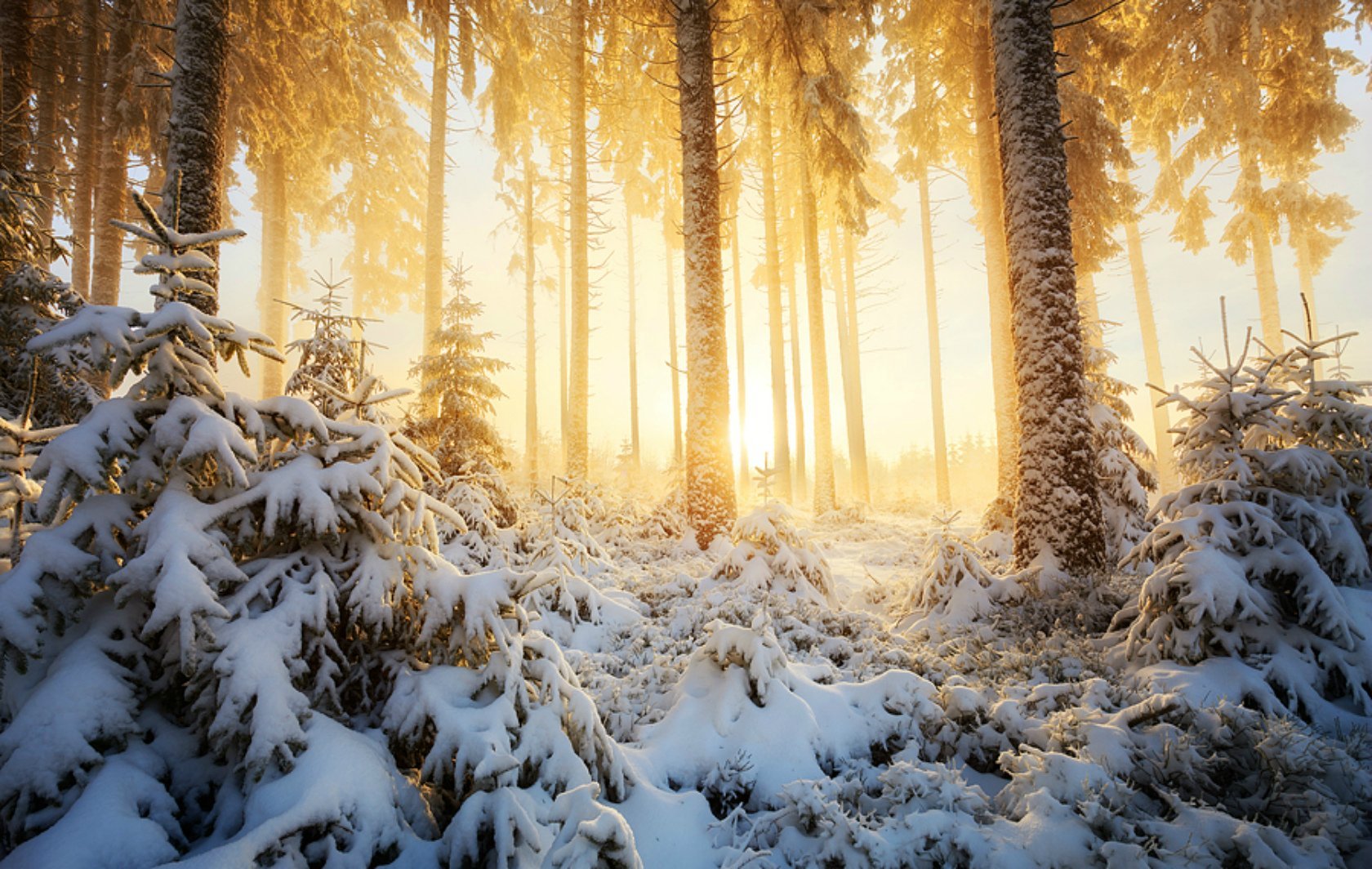 Звуки природы зимой. Зимний лес. Красивый зимний лес. Зимой в лесу. Зимний лес солнце.