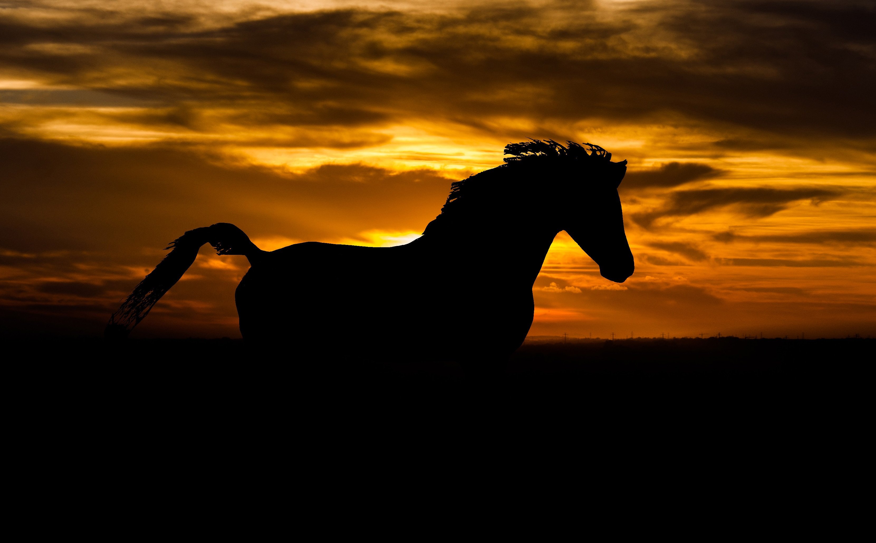 Вороная лошадь на закате