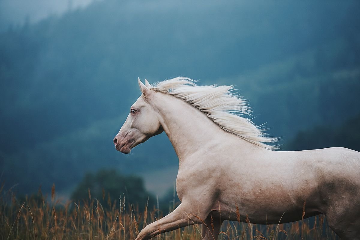 Horses are beautiful
