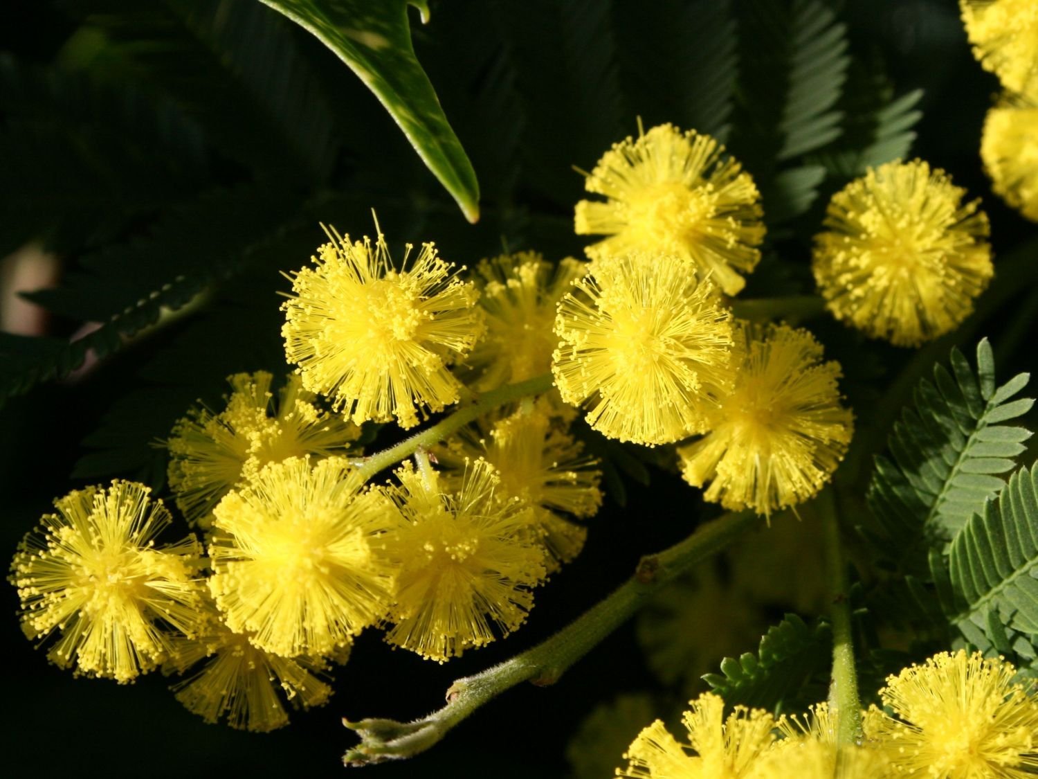 Цветок мимоза фото и описание
