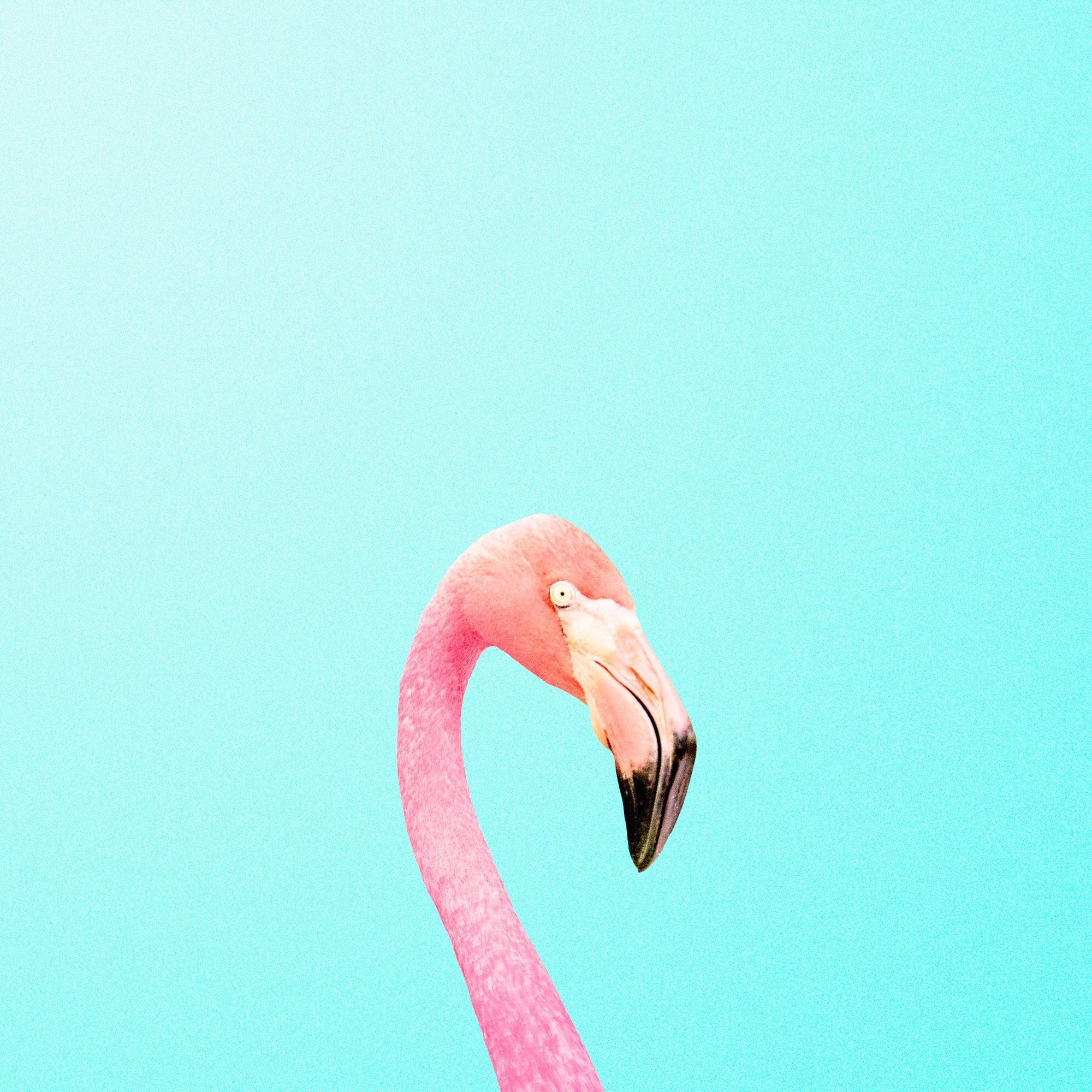 Фламинго на голубом фоне