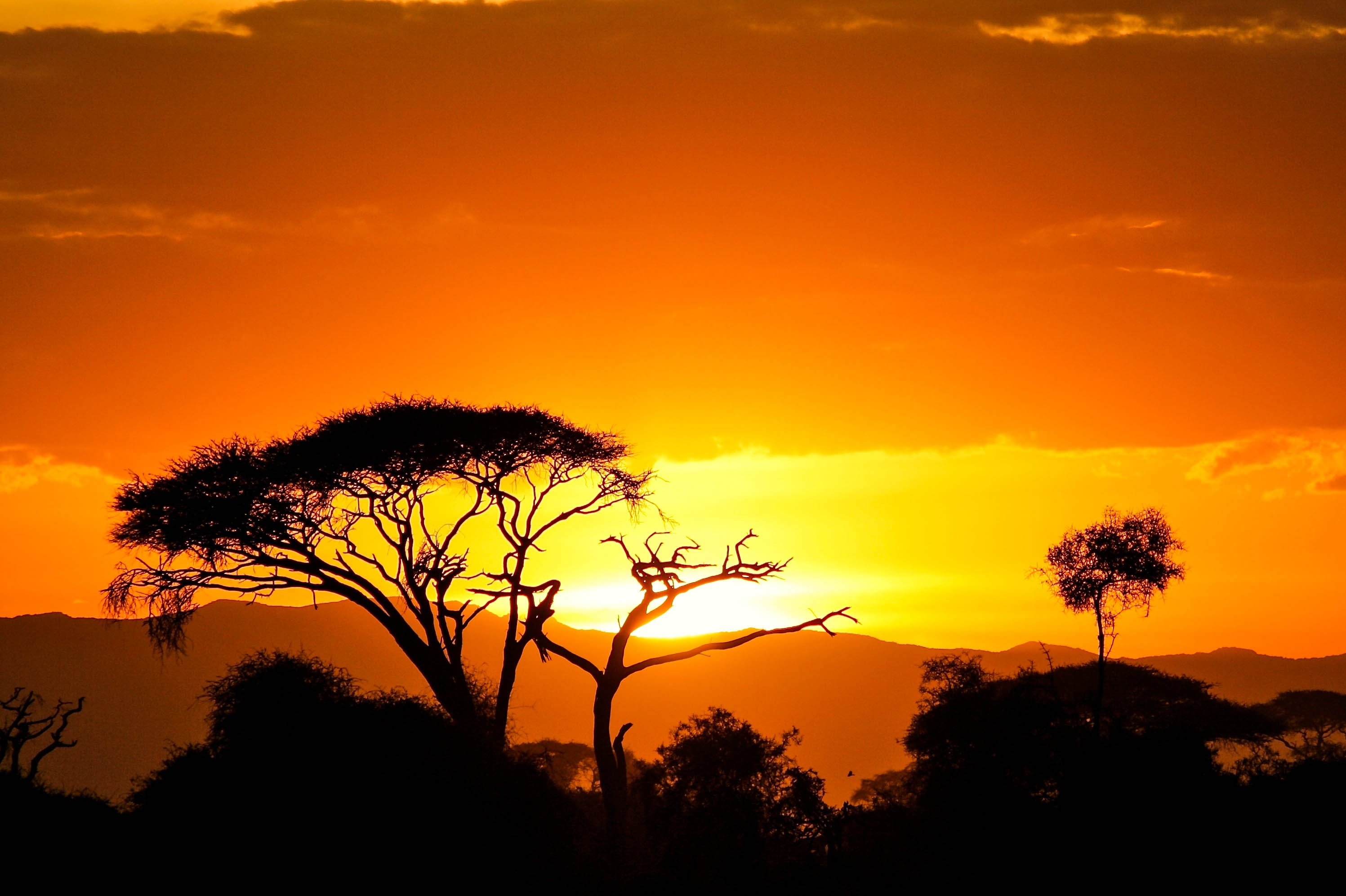 Саванна Килиманджаро на рассвете