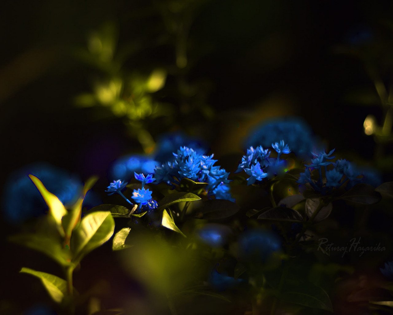 Ночь незабудок. Голубые цветы. Синие растения. Красивый синий цвет. Синие цветочки.
