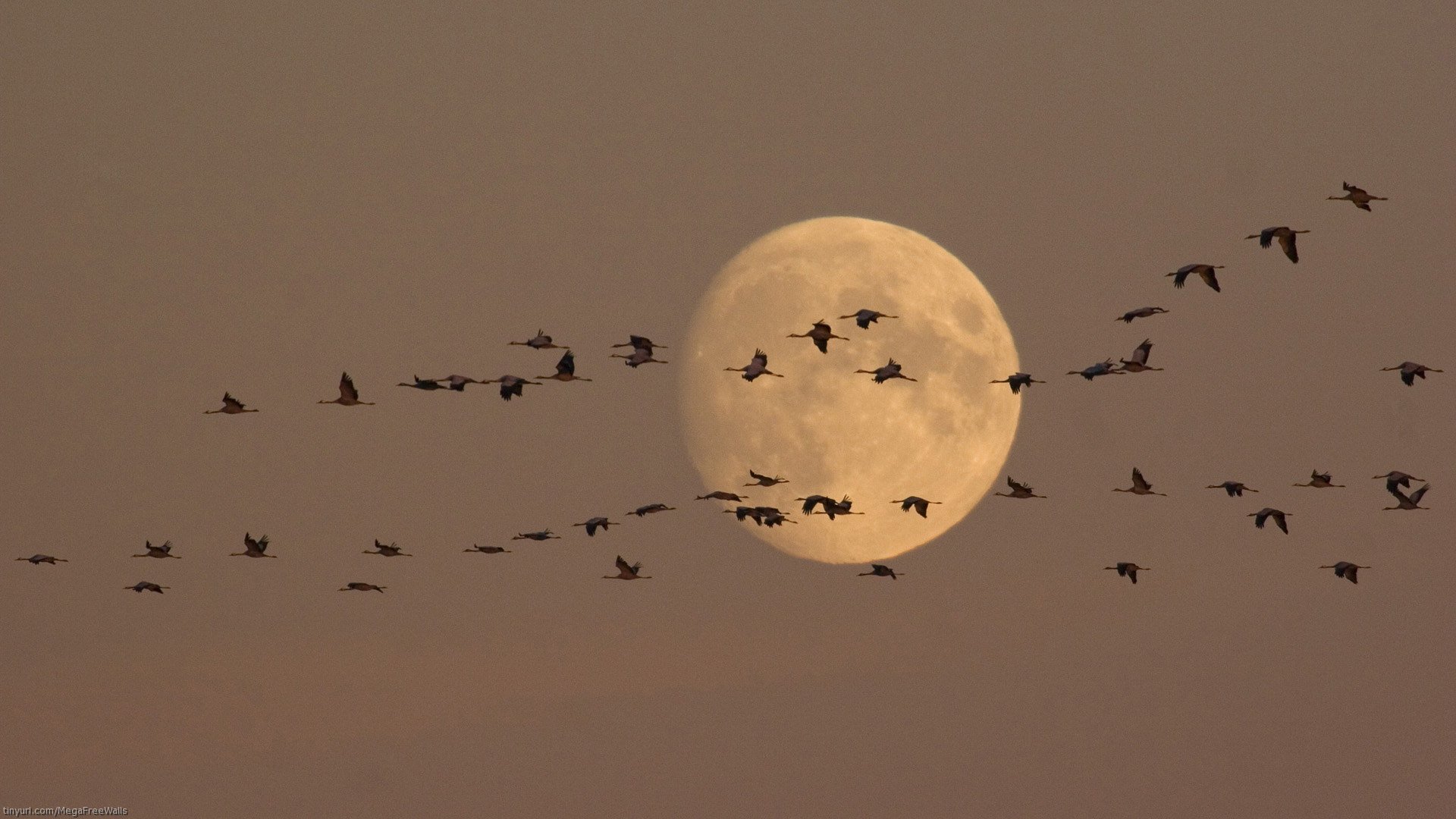Midnight bird. Птица на фоне Луны. Перелетные птицы ночью. Птицы ночью летают. Птица в ночном небе.