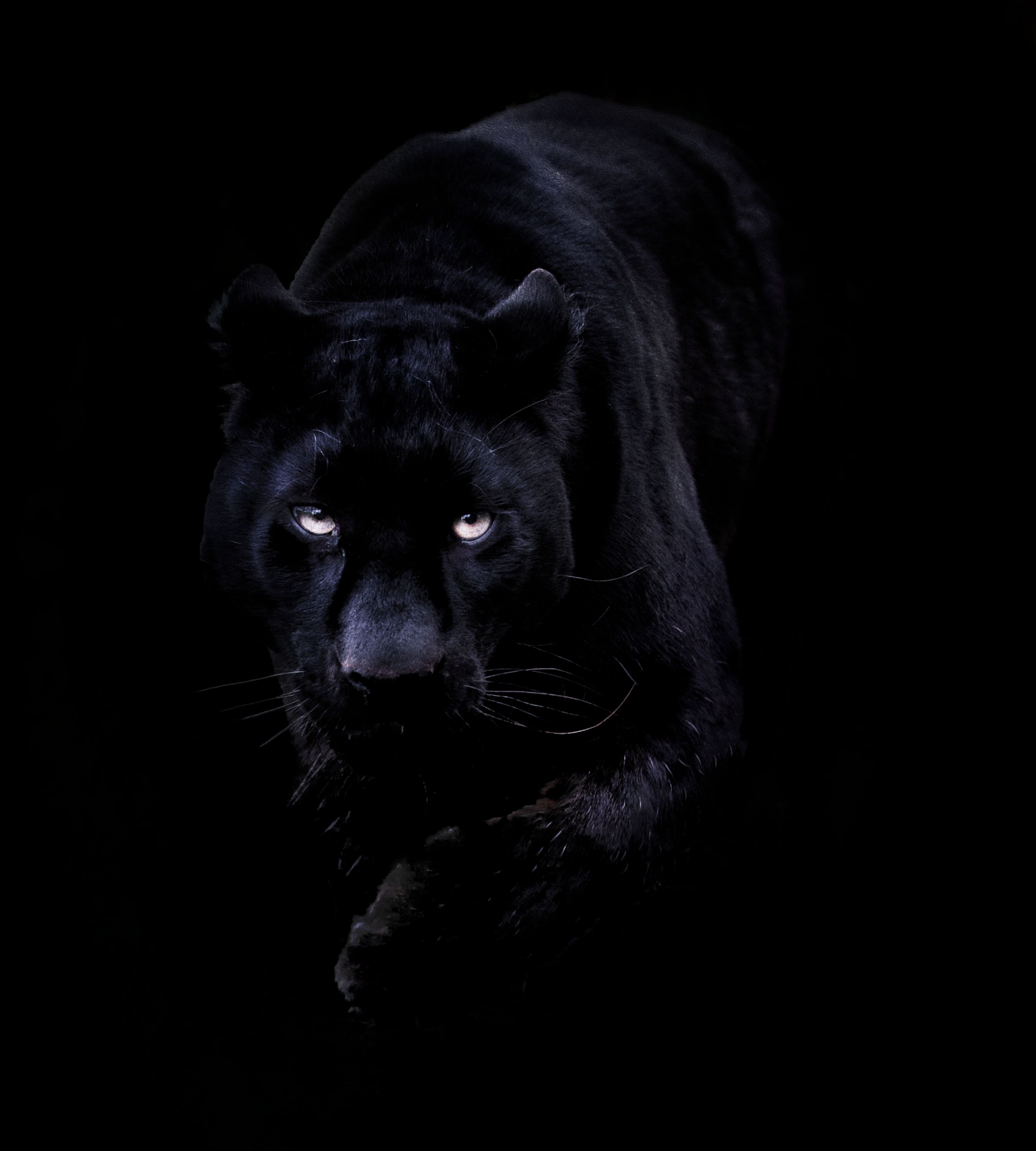 фанфик глаза пантеры светятся в ночи фото 38