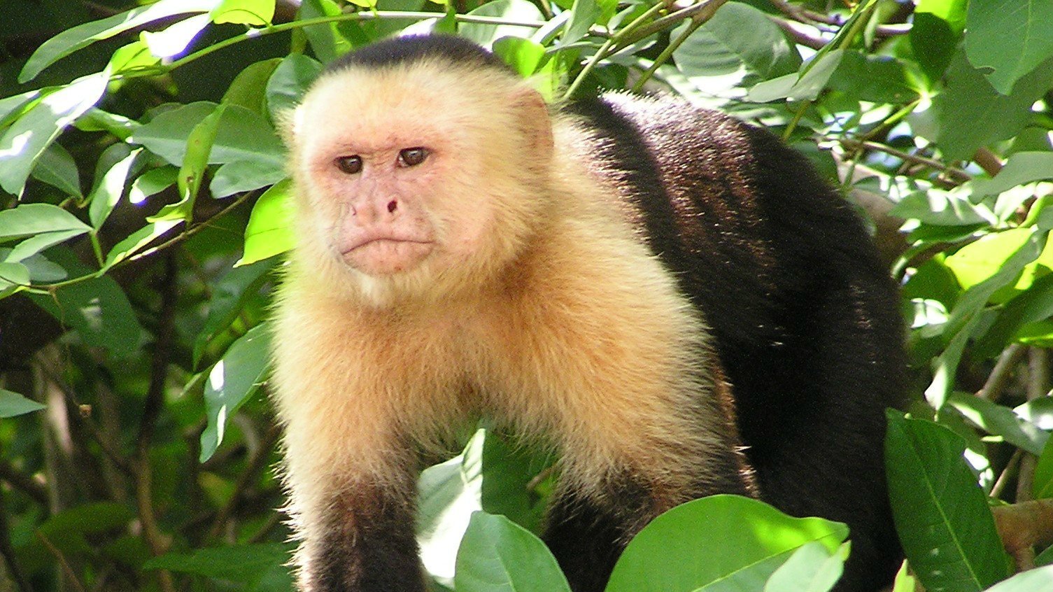 Широконосые обезьяны. Обезьяна Боб. Обезьяна с белыми волосами. Обезьяна в Панаме.