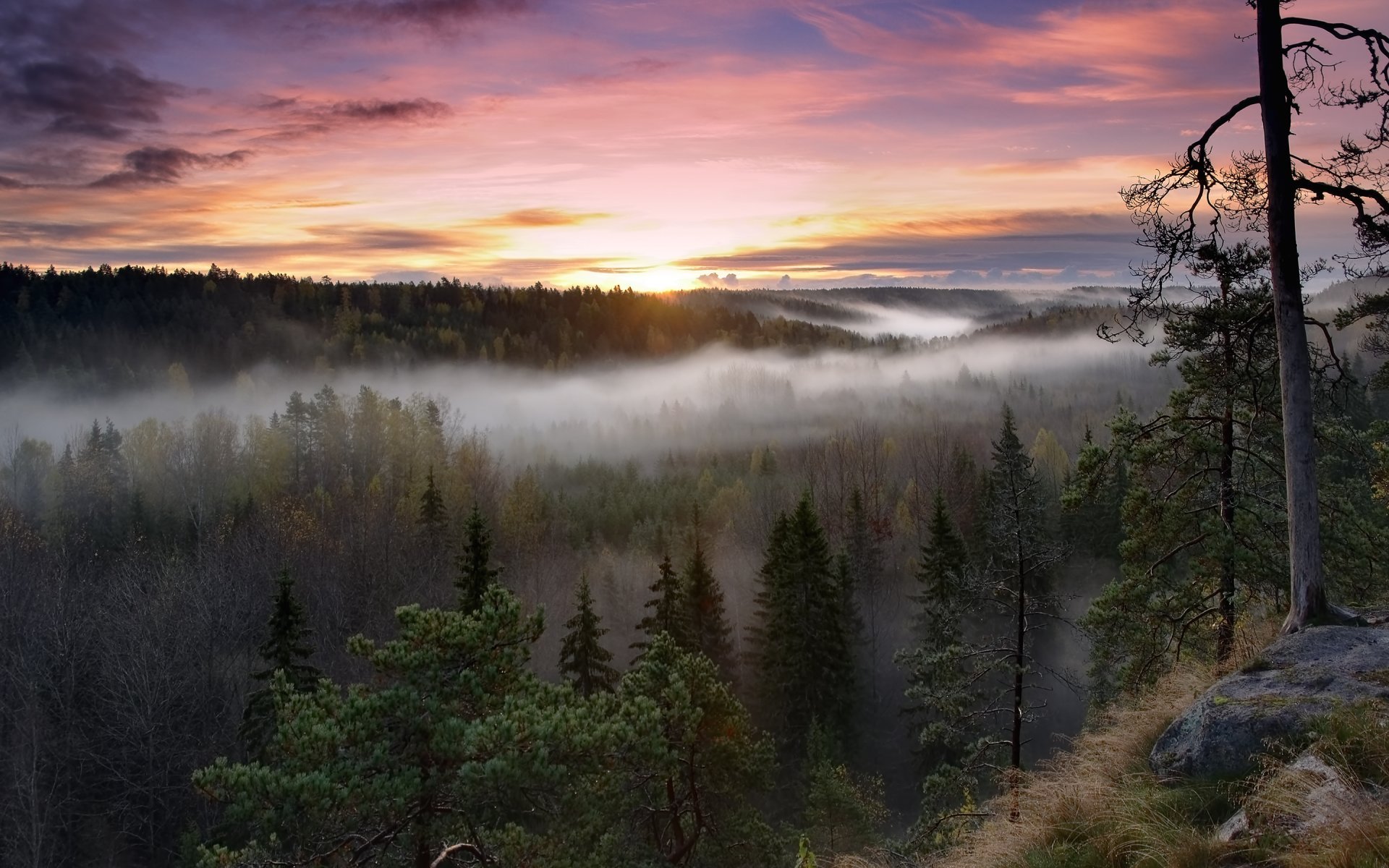 Тайга Финляндии
